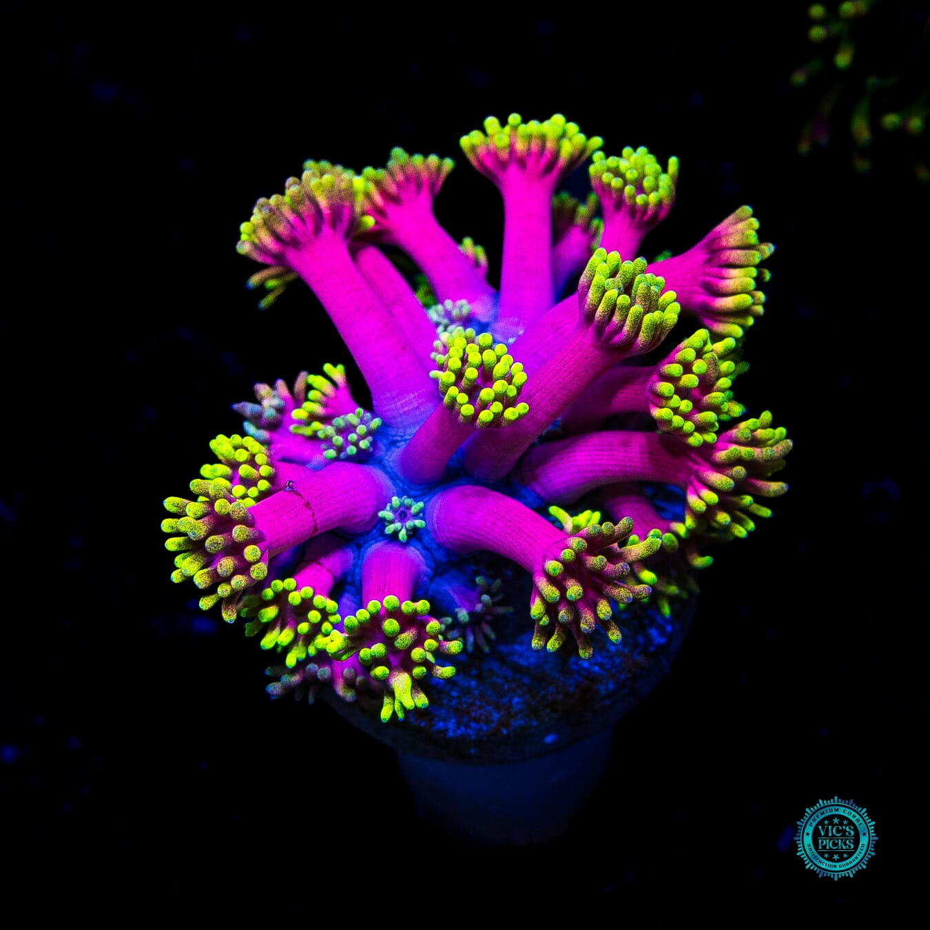 WWC Hollywood Nights Goniopora - Daylight Photo