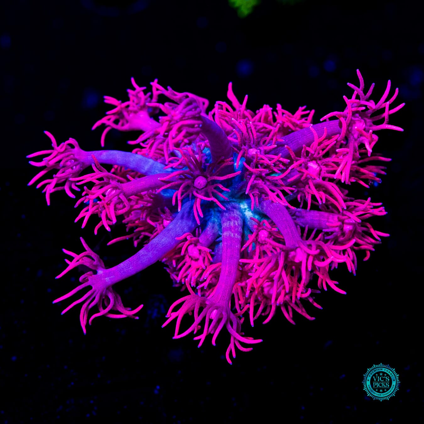 WWC Scorching Pink Lady Goniopora - Daylight Photo