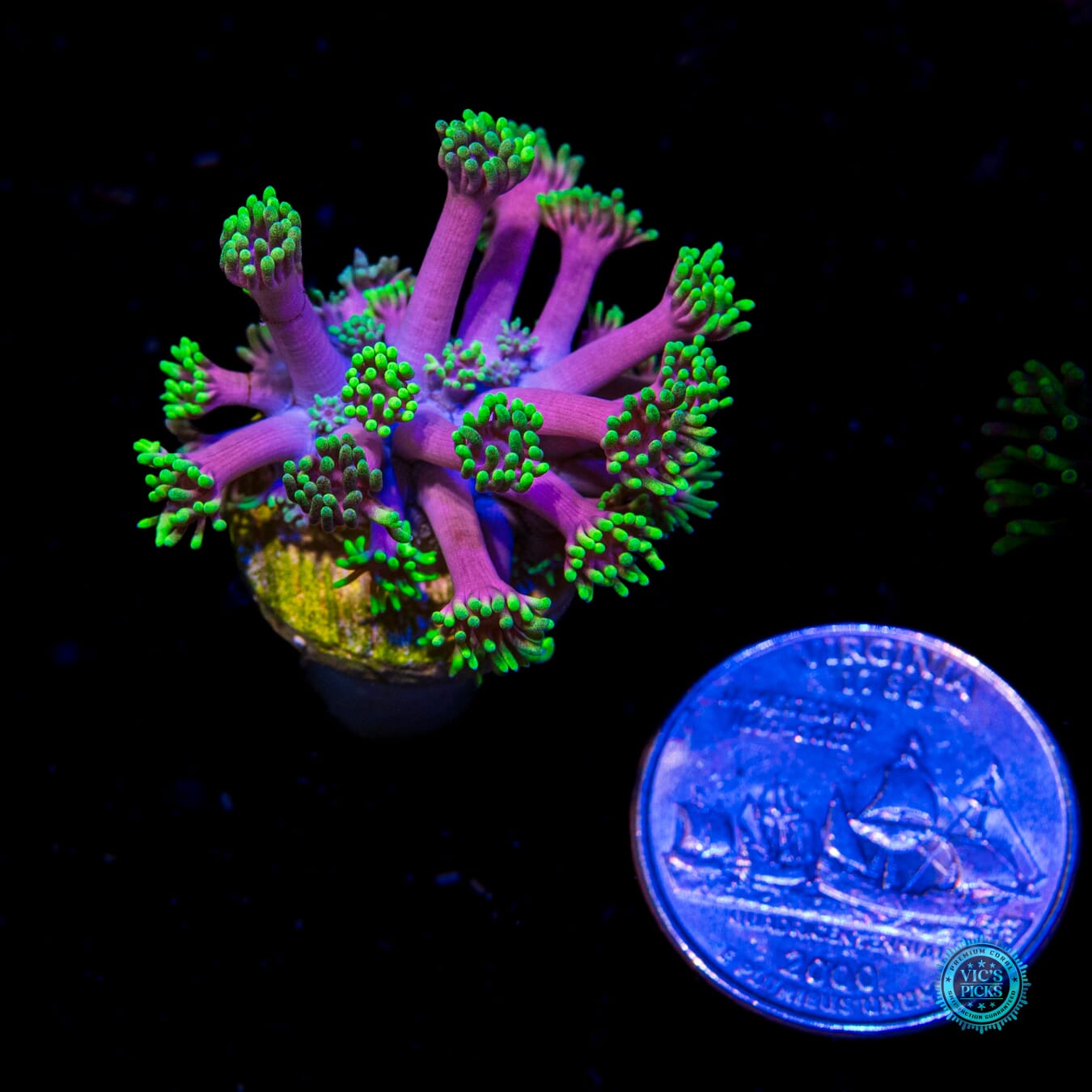 WWC Hollywood Nights Goniopora - Actinic Photo
