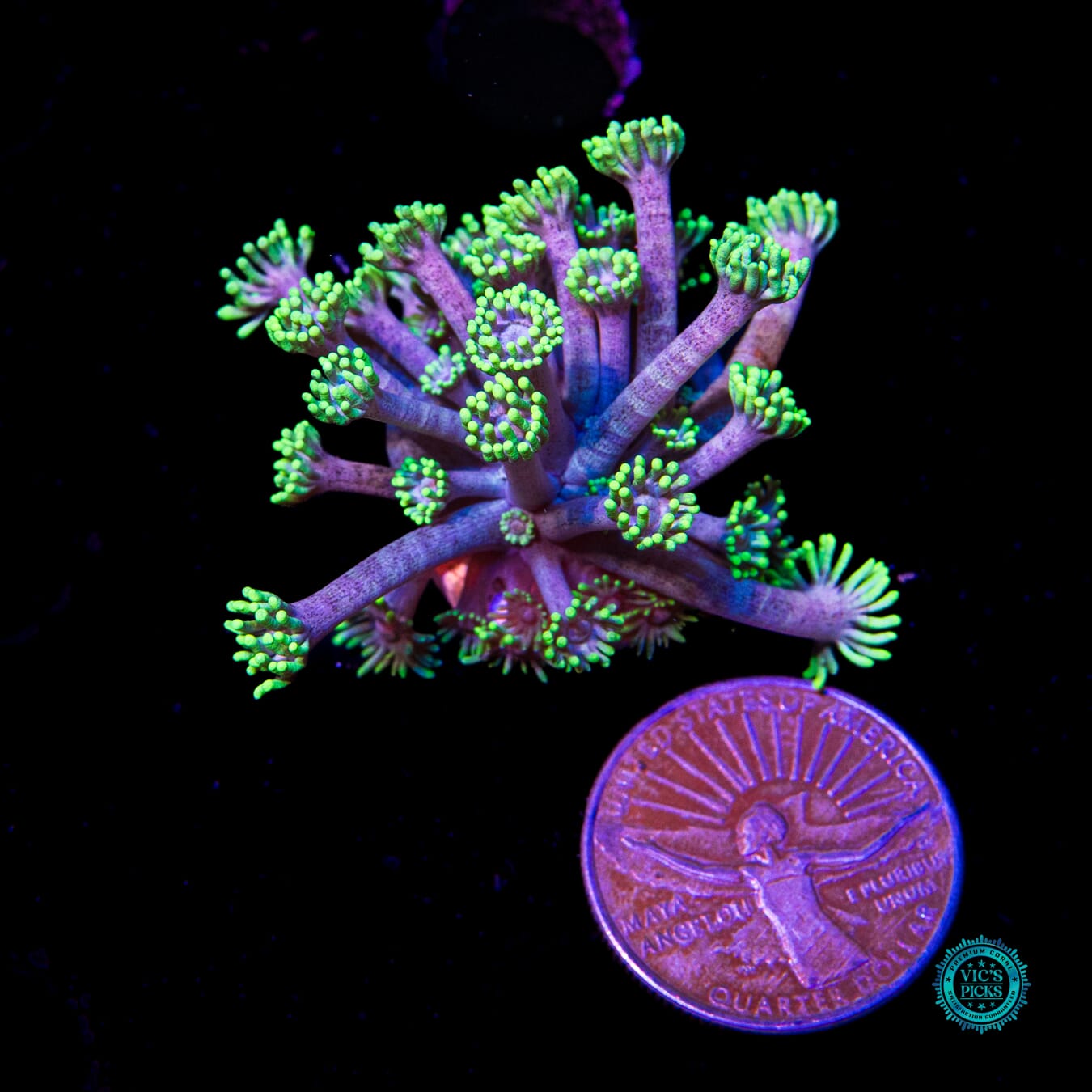 WWC Hail Hydra Goniopora - Actinic Photo