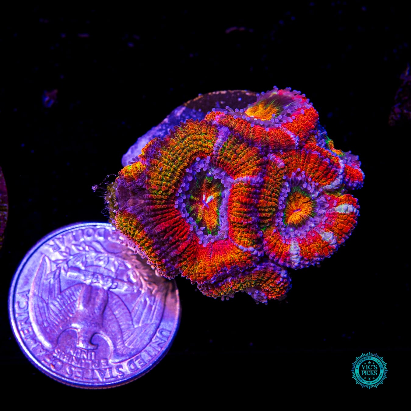 Tangerine Dream Aussie Lord - Actinic Photo