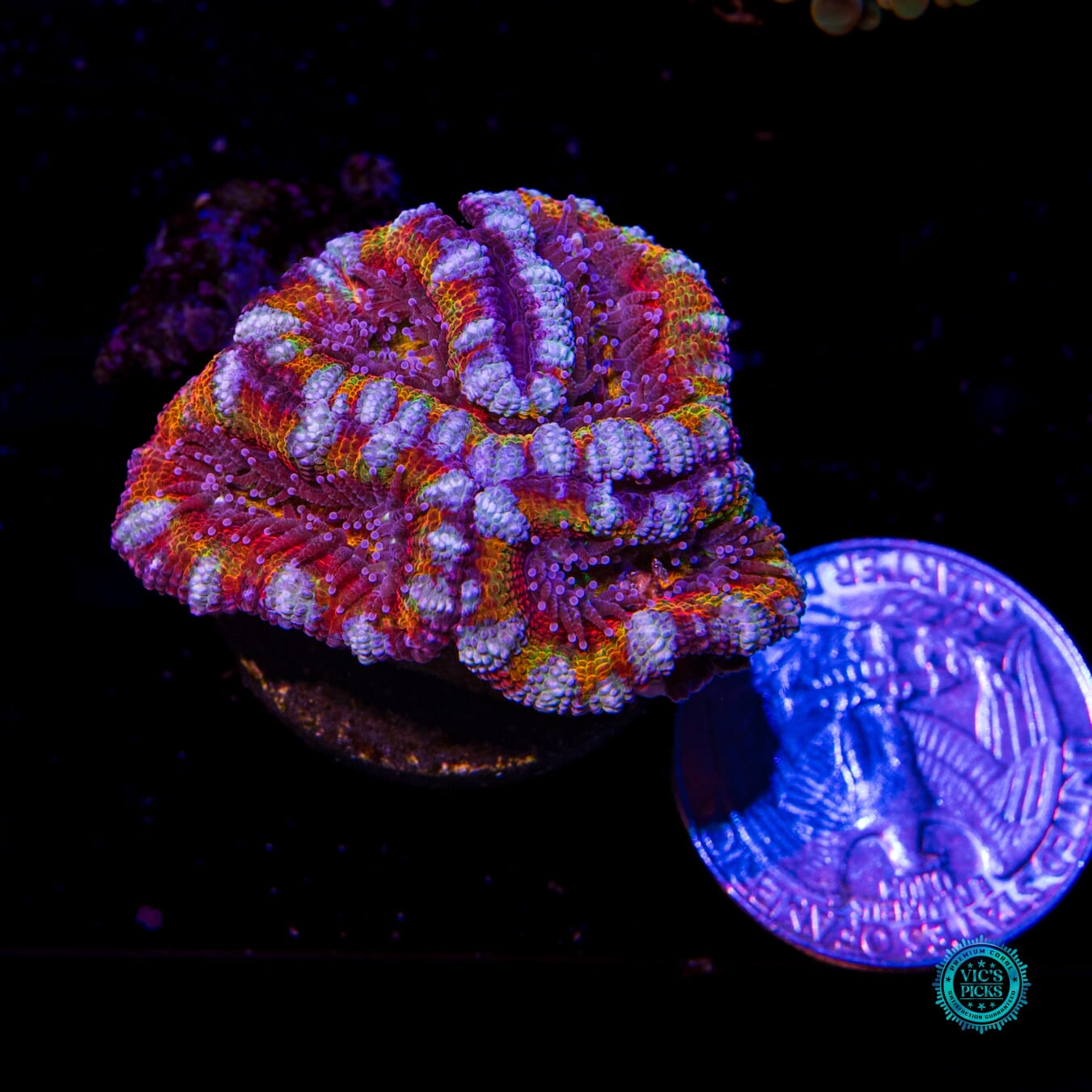 Hypnotic Aussie Lord - Actinic Photo
