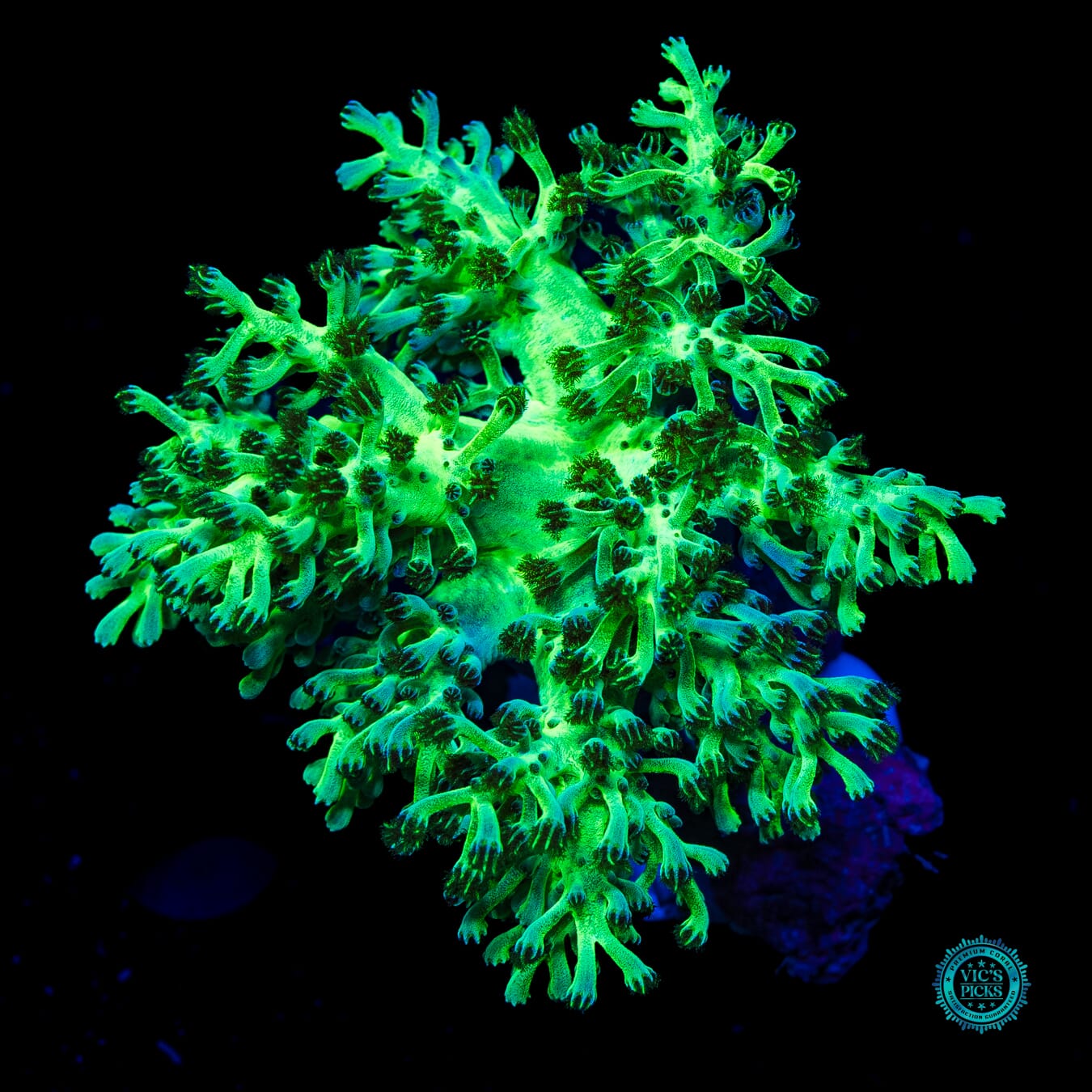 WWC Kaiju Hairy Leather - Daylight Photo