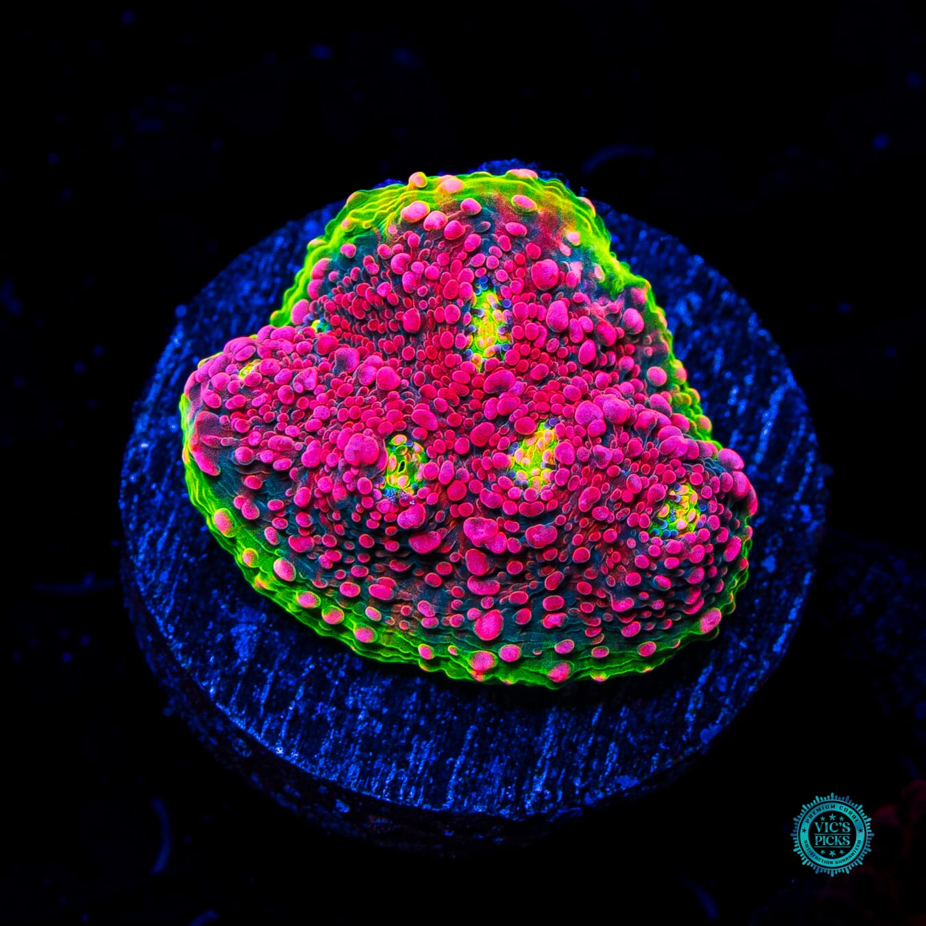 WWC Red Watermelon Chalice - Daylight Photo