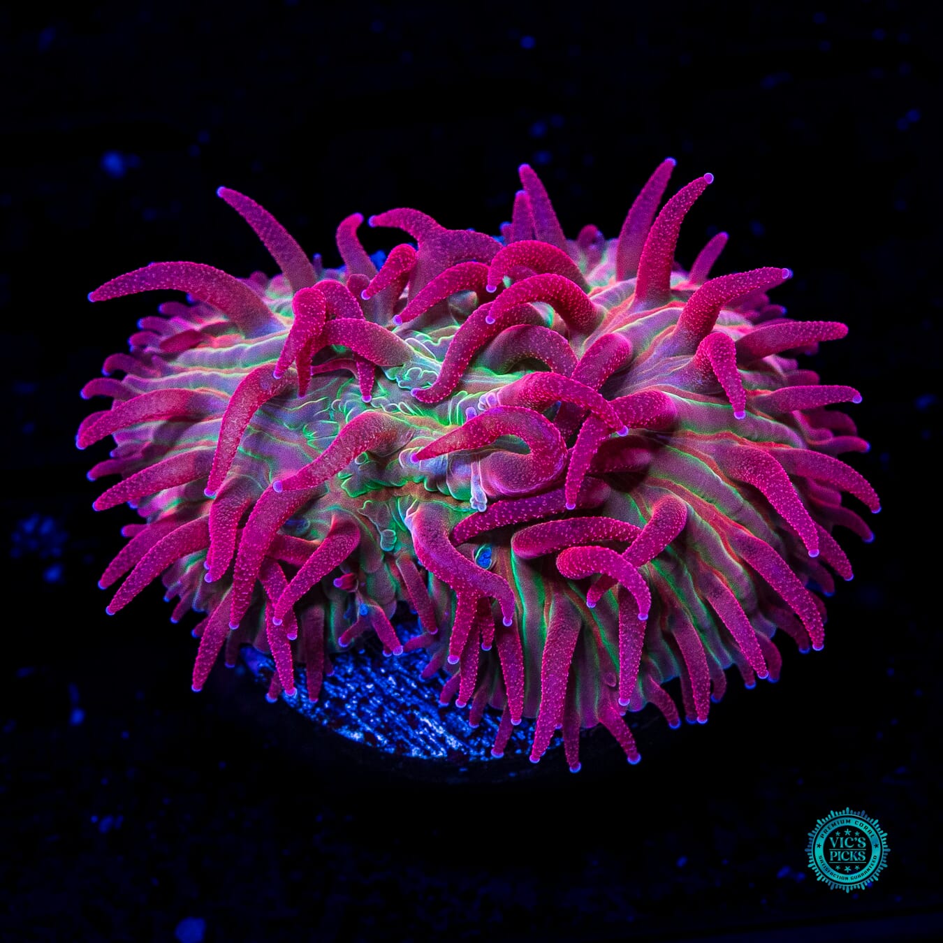 WWC Zombie Apocalypse Diaseris - Daylight Photo