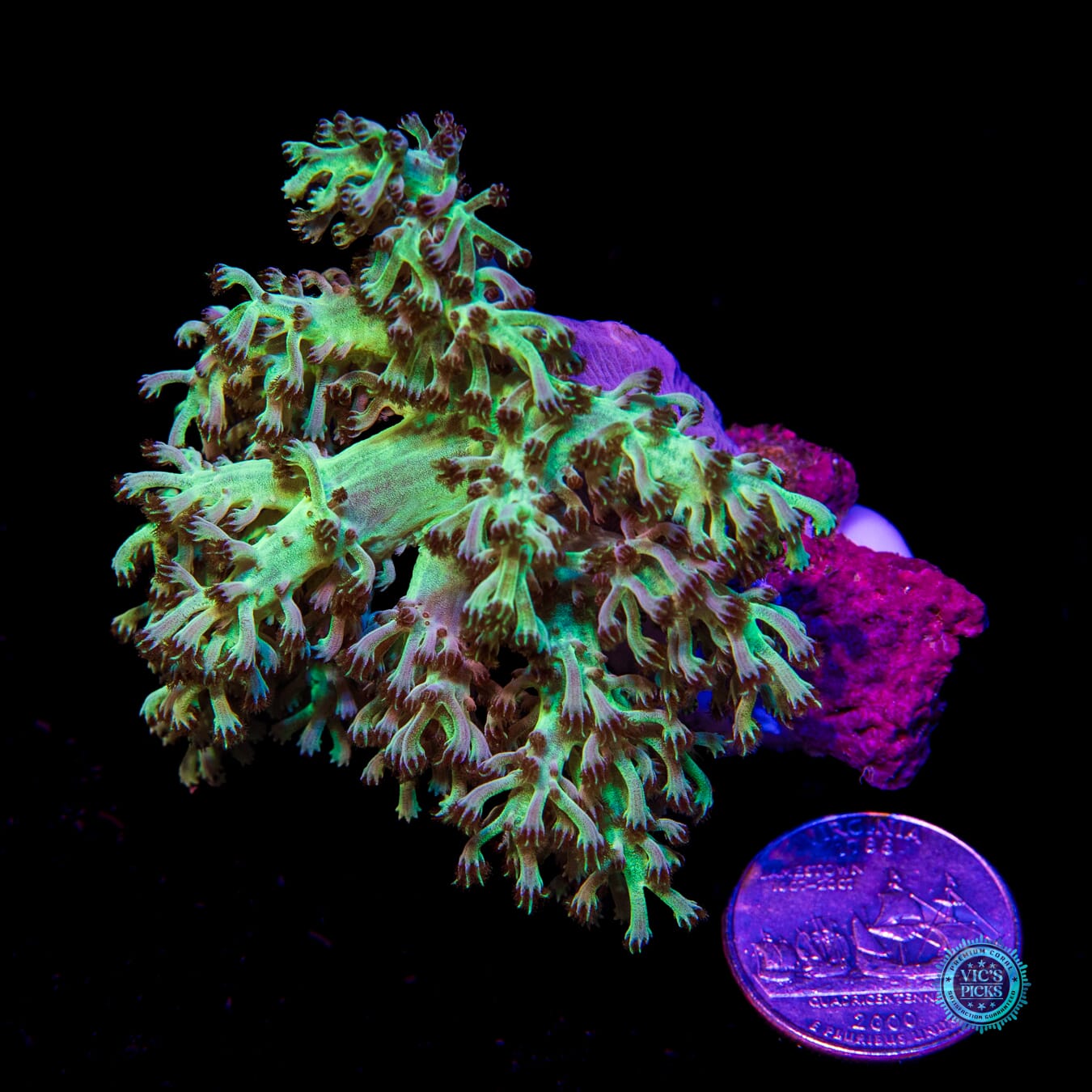 WWC Kaiju Hairy Leather - Actinic Photo