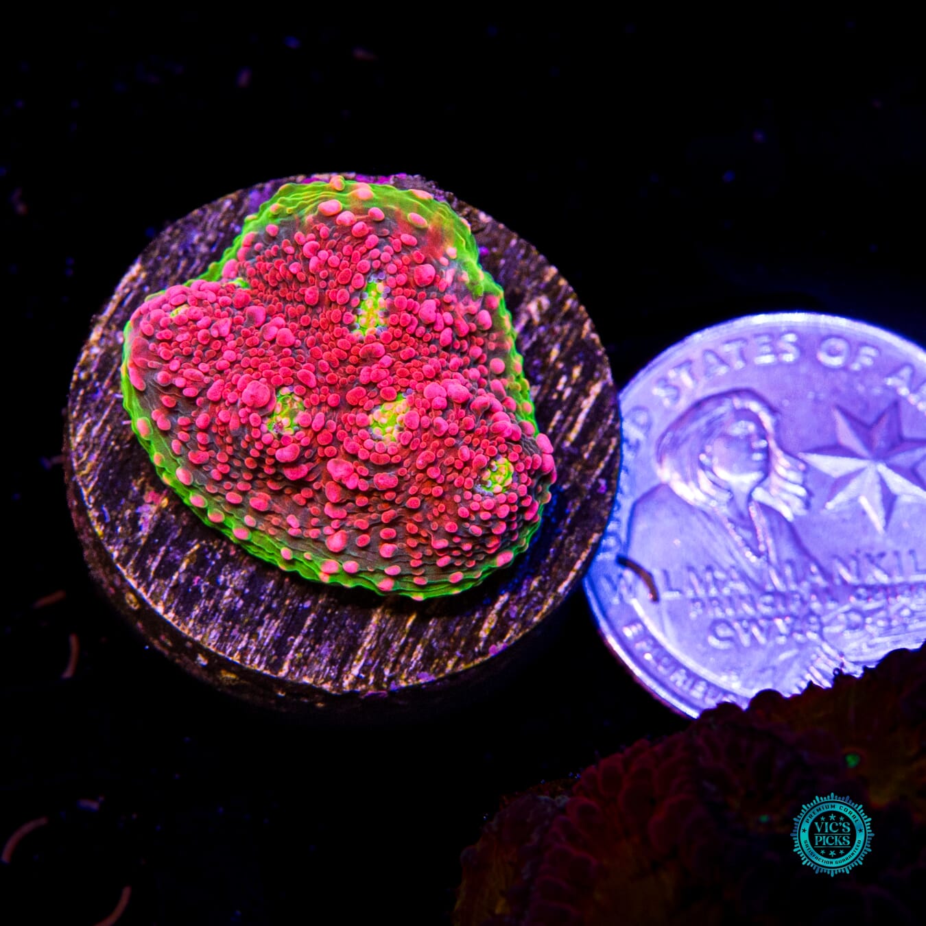 WWC Red Watermelon Chalice - Actinic Photo