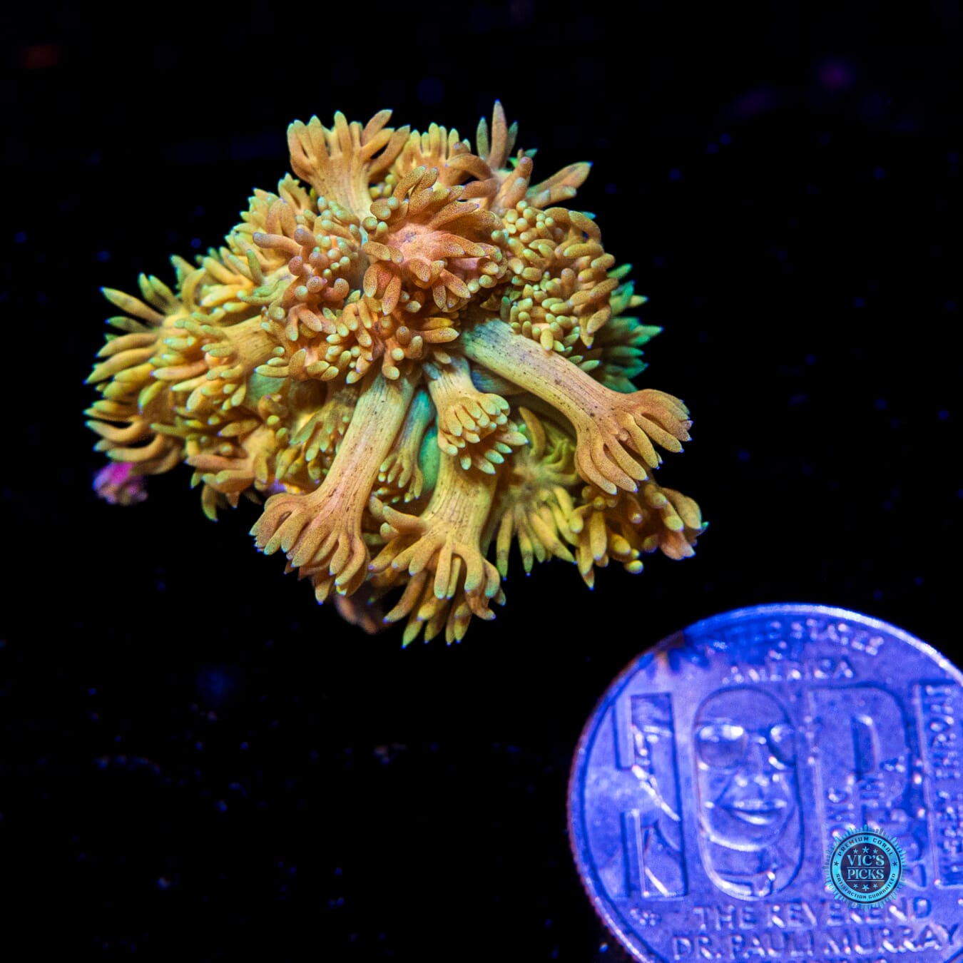 WWC Mango King Goniopora - Actinic Photo