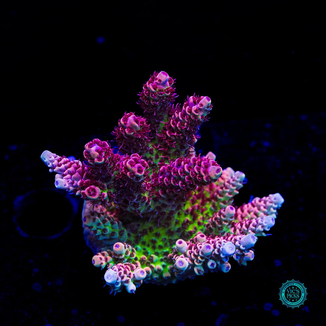 WWC Dragon Slayer Acropora - Daylight Photo