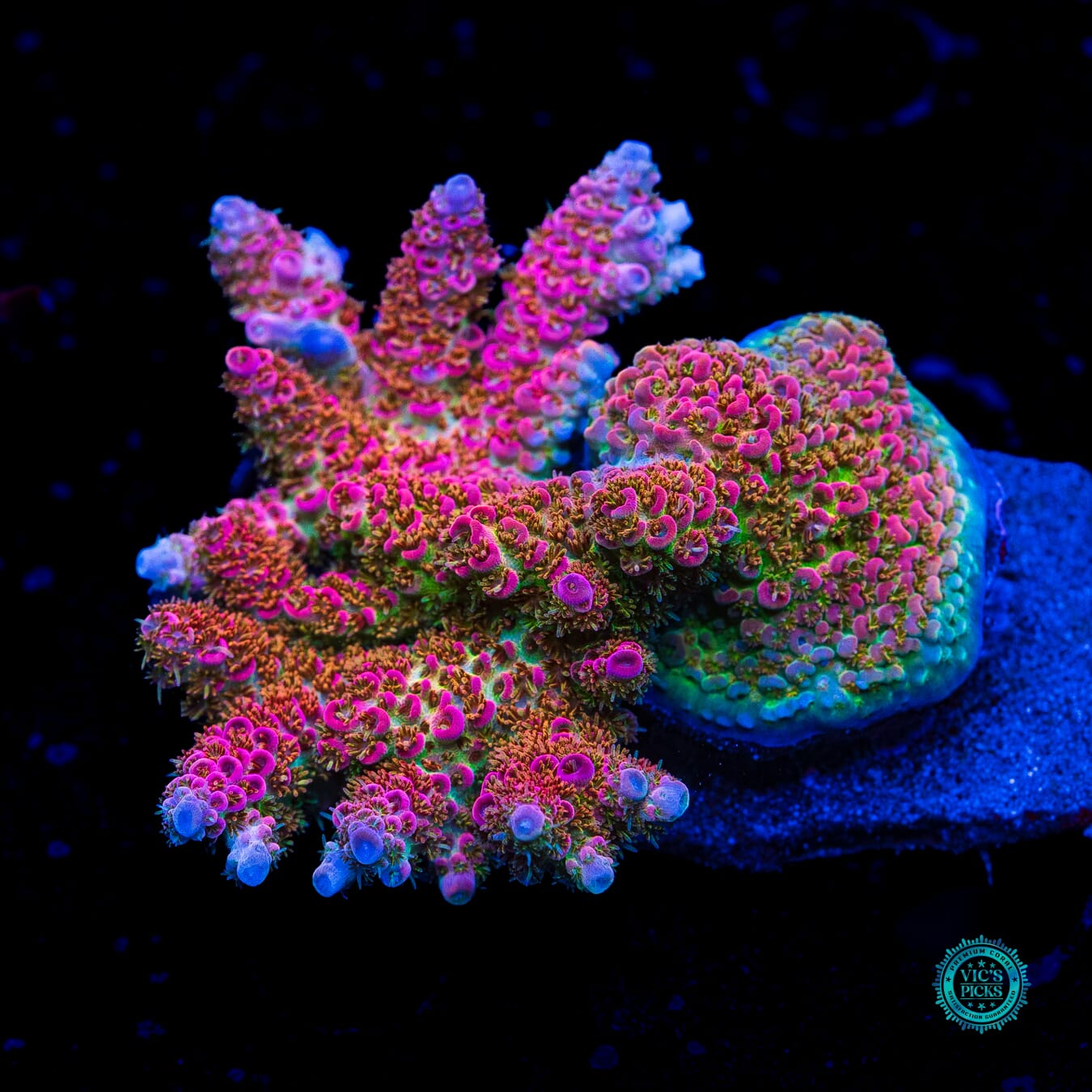 WWC Jello Shot Acropora - Daylight Photo