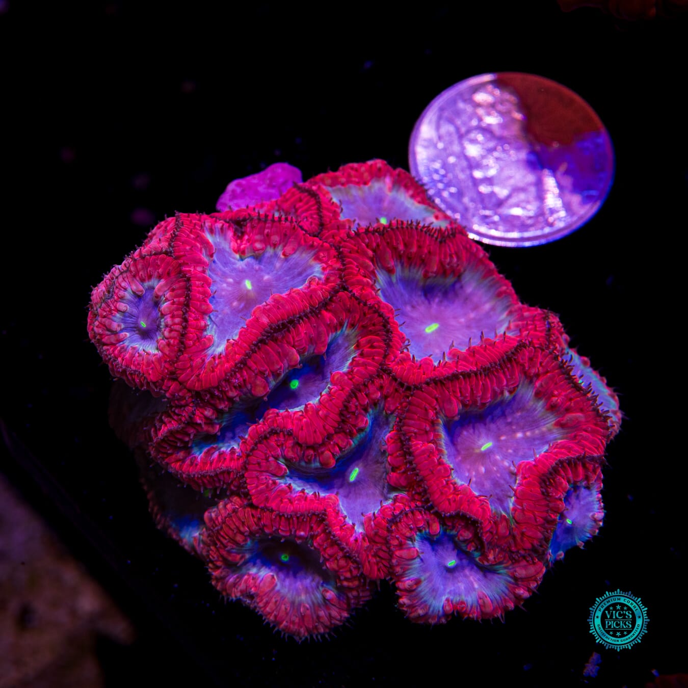 Spidey Webz Blastomussa - Actinic Photo