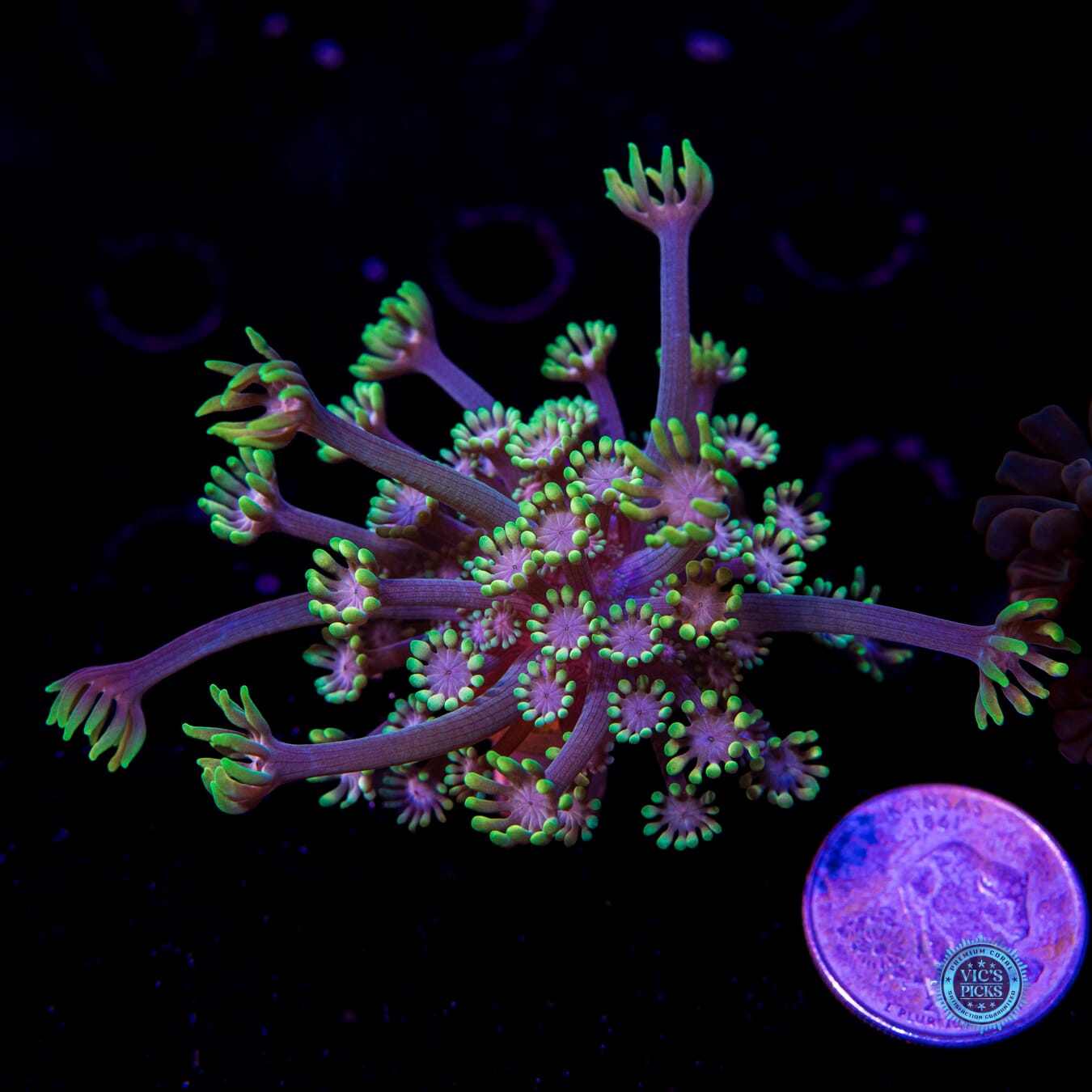 WWC Guava Berry Alveopora - Actinic Photo