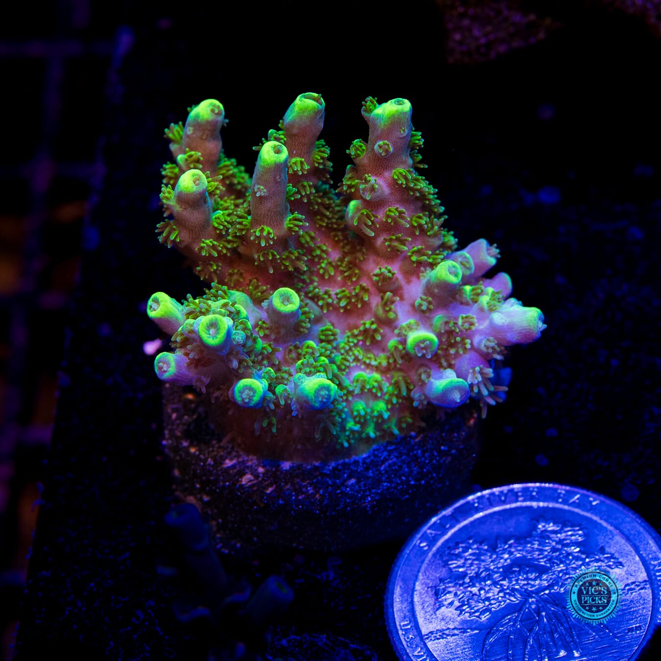 WWC Shark Bite Acropora - Actinic Photo