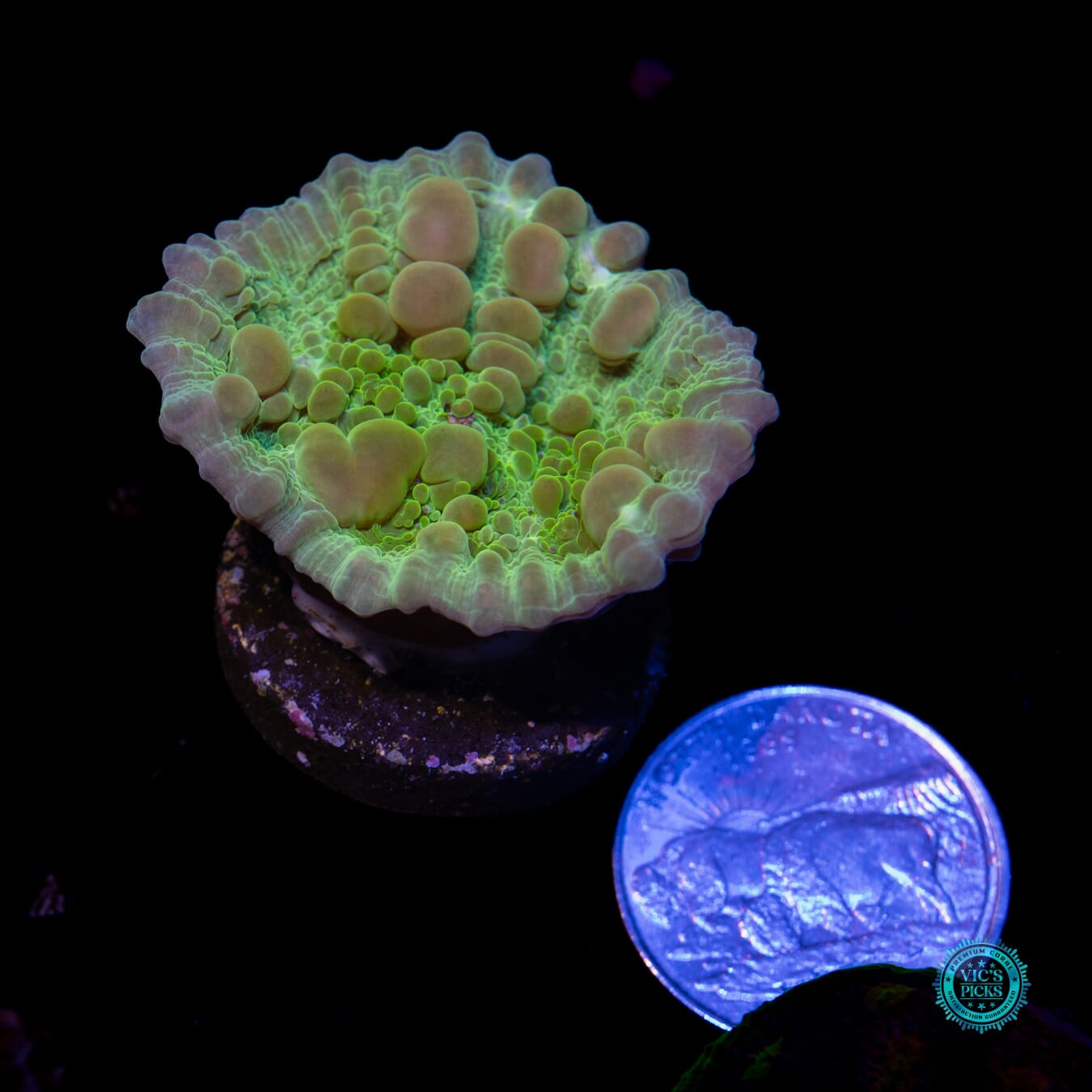 WWC Neon Cosmic Candy Bounce Chalice - Actinic Photo