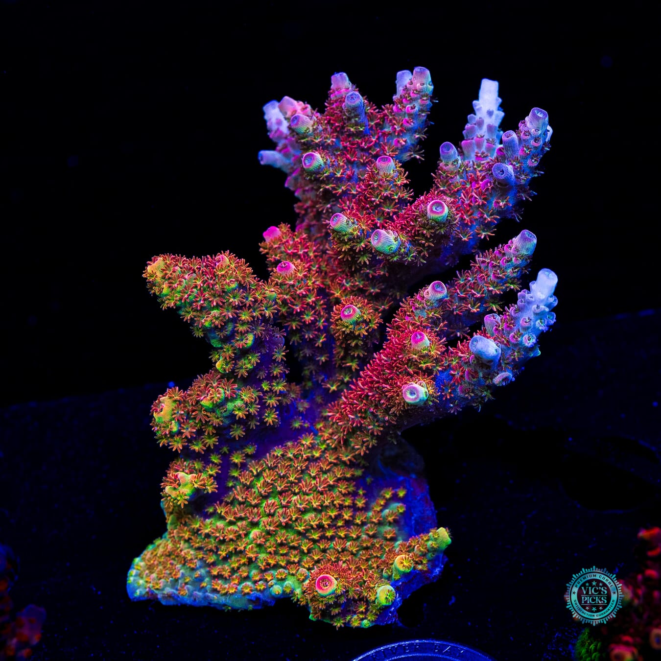 WWC Dirty Love Dreams Acropora - Daylight Photo