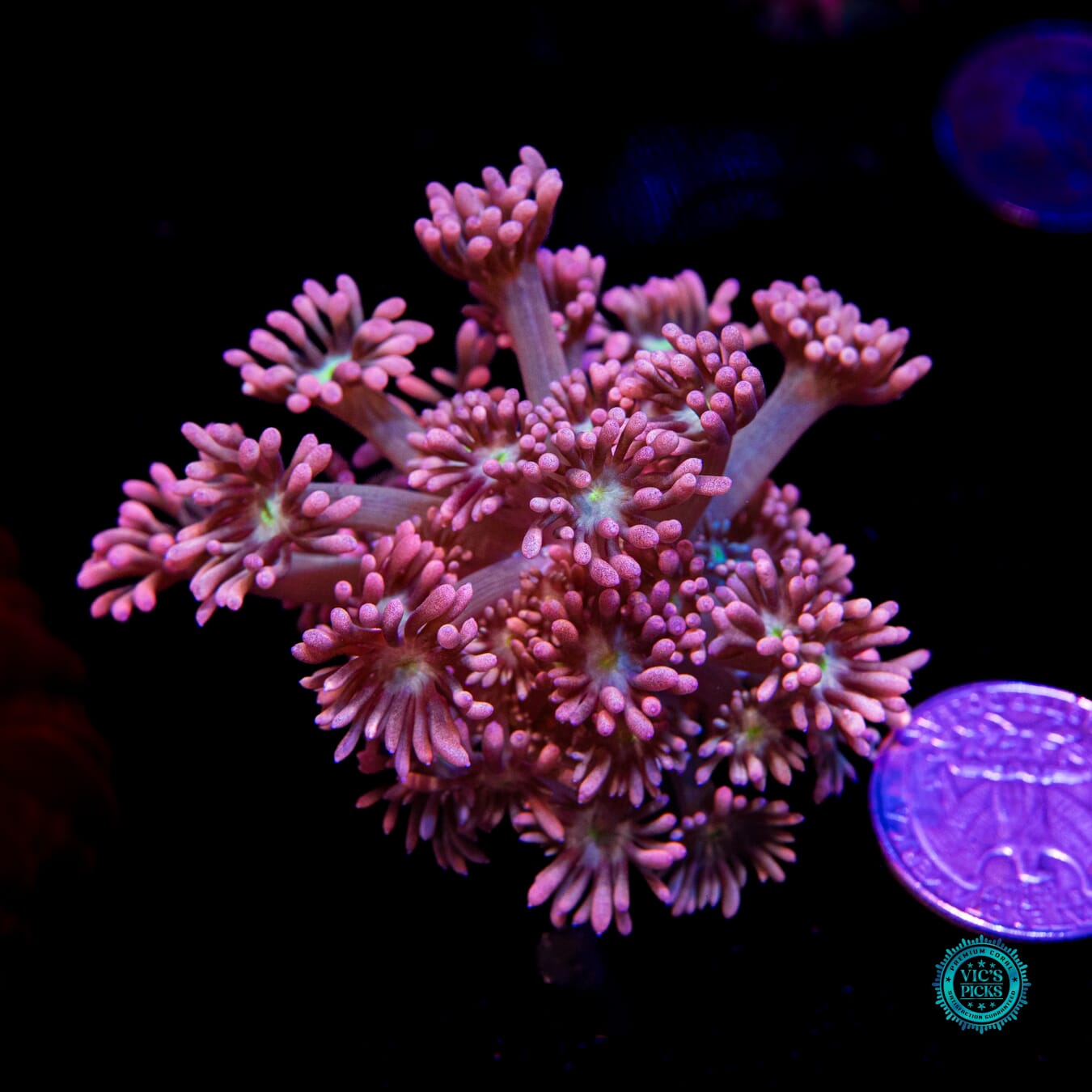 WWC Bay Watch Goniopora - Actinic Photo