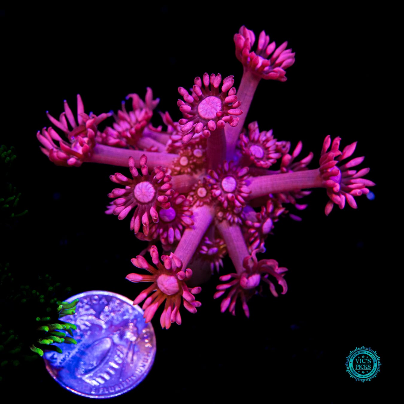 Pink Lotus Goniopora - Actinic Photo