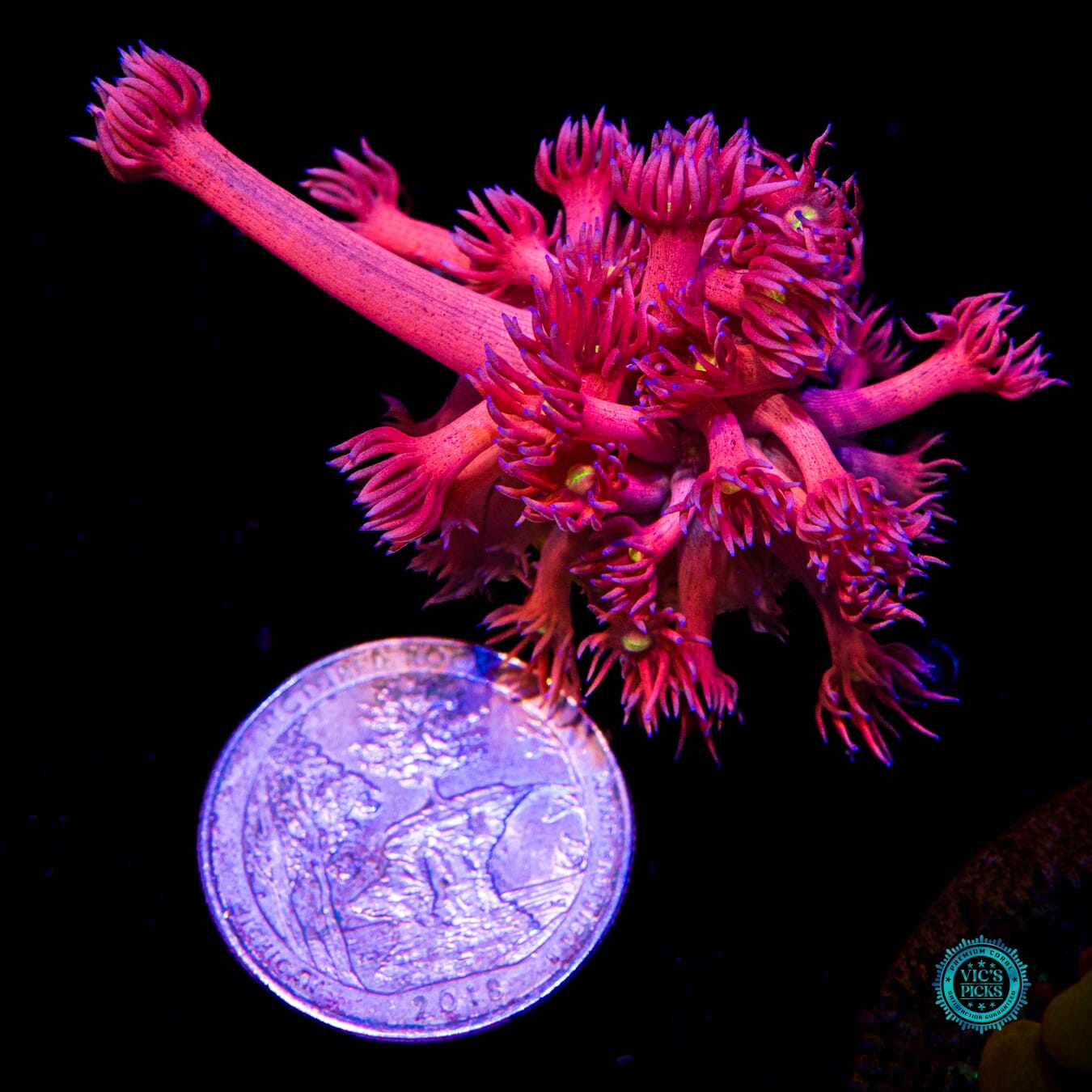 WWC Berry Bonkers Goniopora - Actinic Photo