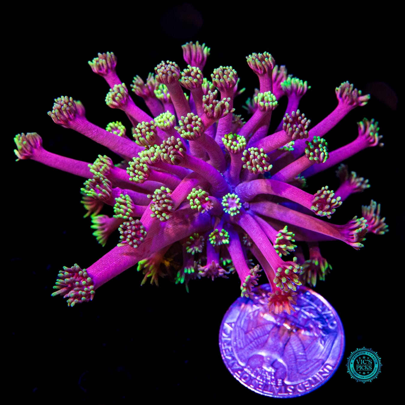 WWC Hollywood Nights Goniopora - Actinic Photo