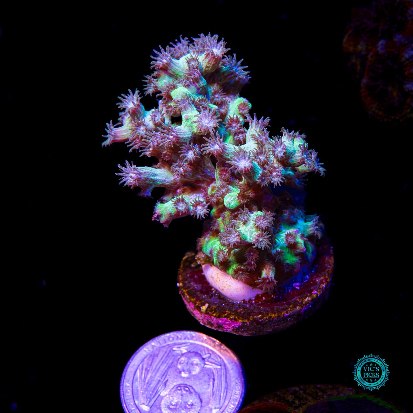 UC Eternal Branching Cyphastrea - Actinic Photo