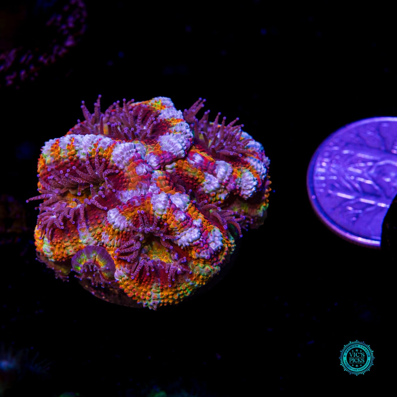 Soul Crusher Aussie Lord - Actinic Photo