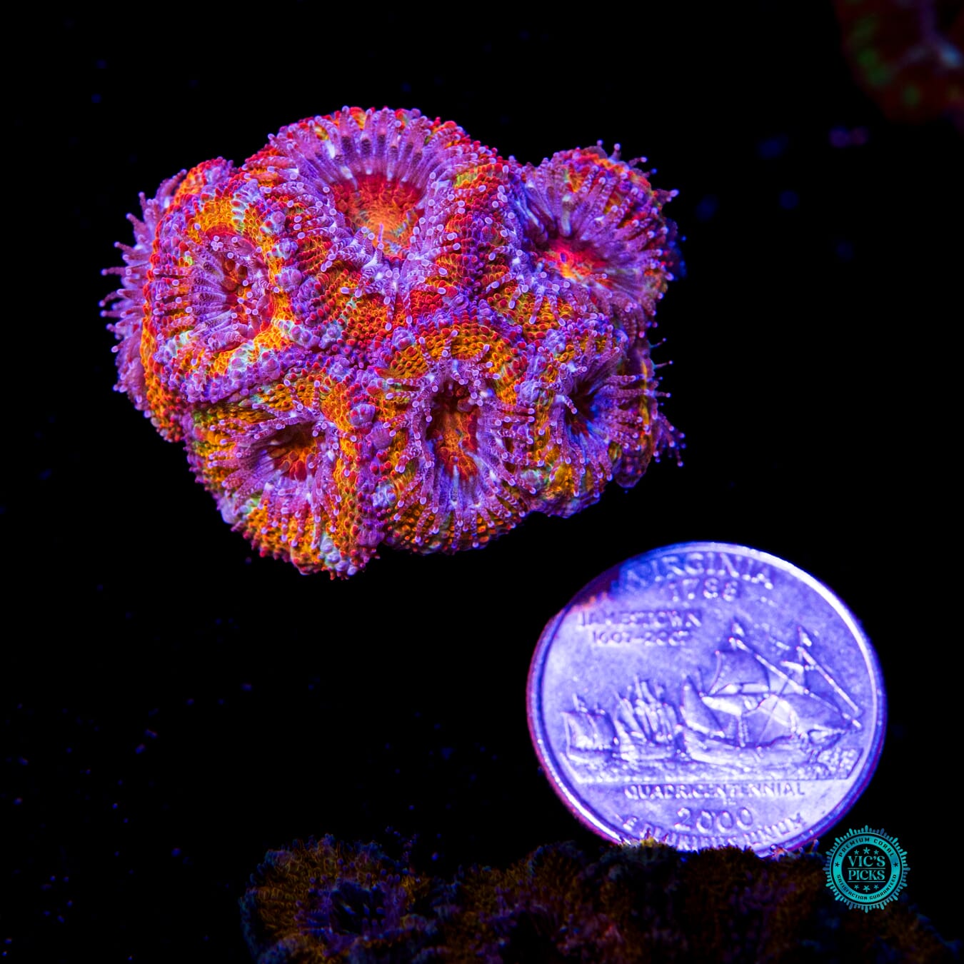 Fairy Tales Aussie Lord - Actinic Photo