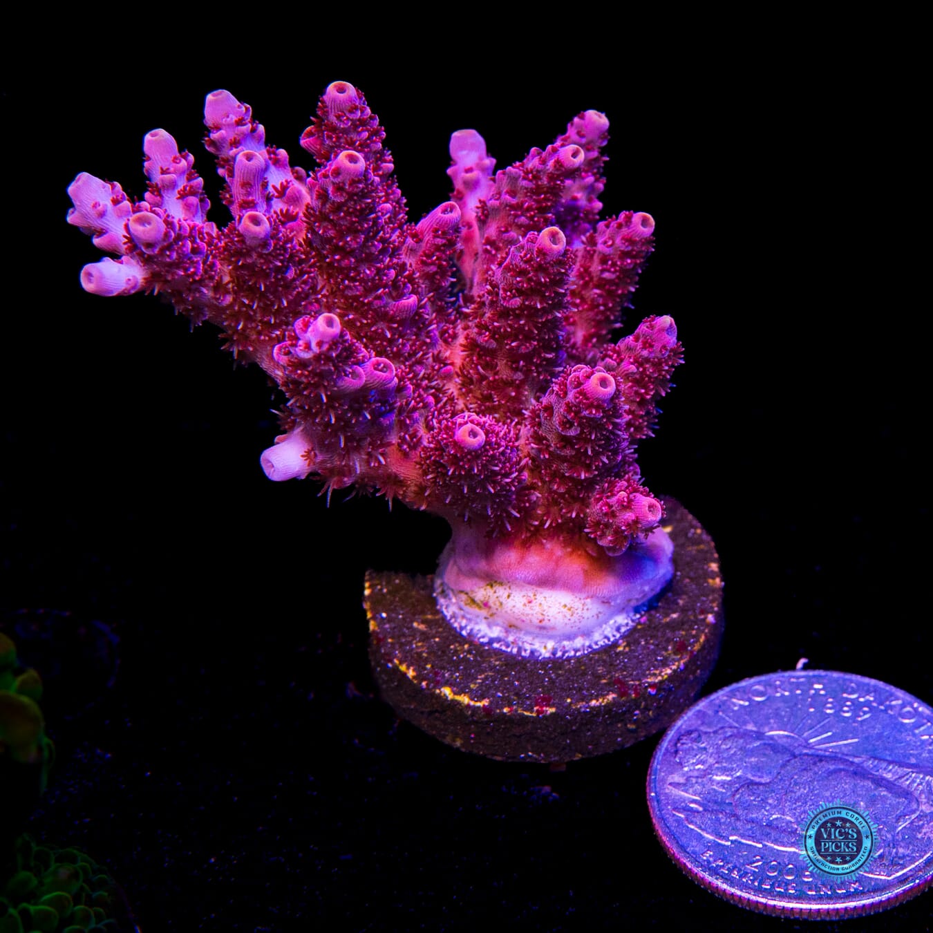 WWC Ruby Runner Acropora - Actinic Photo