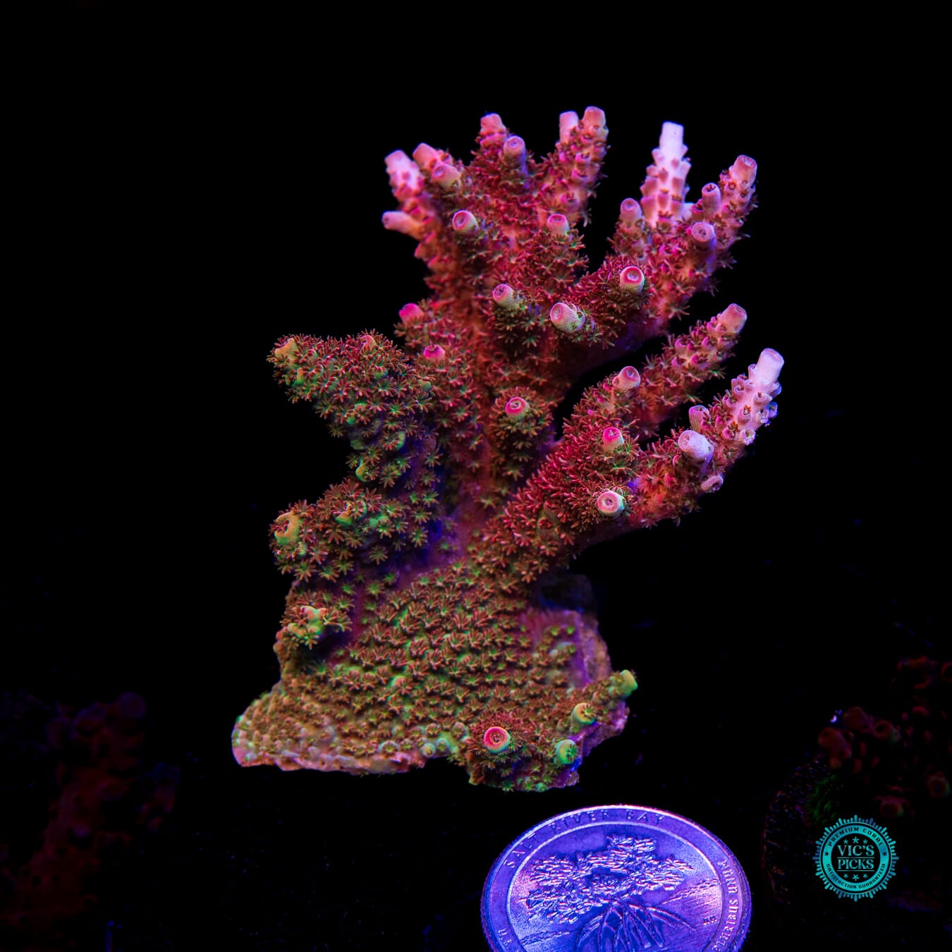 WWC Dirty Love Dreams Acropora - Actinic Photo