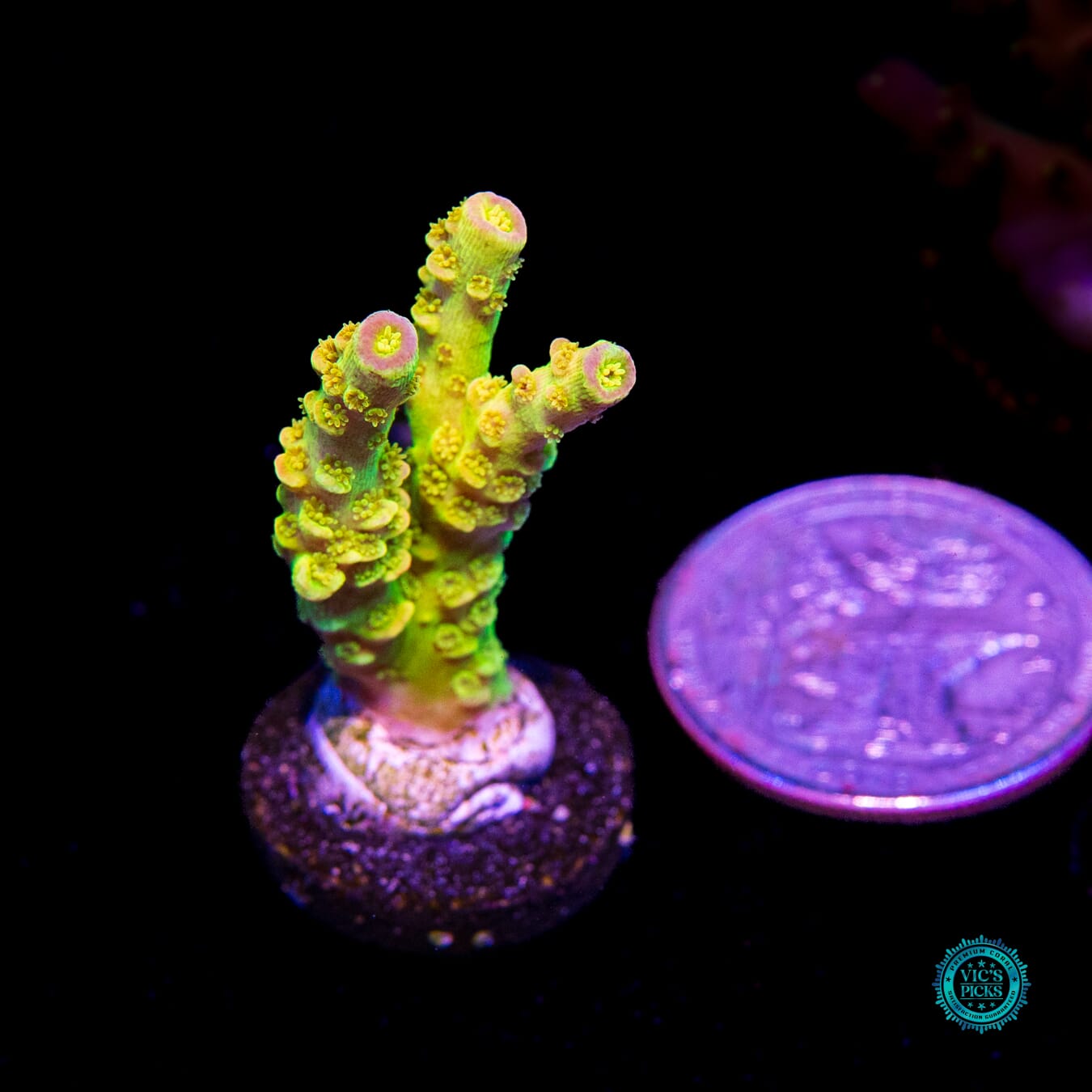 WD Tenuis Acropora - Actinic Photo