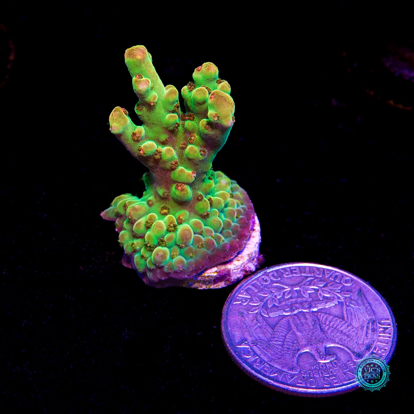 WWC Budgie Smuggler Acropora - Actinic Photo