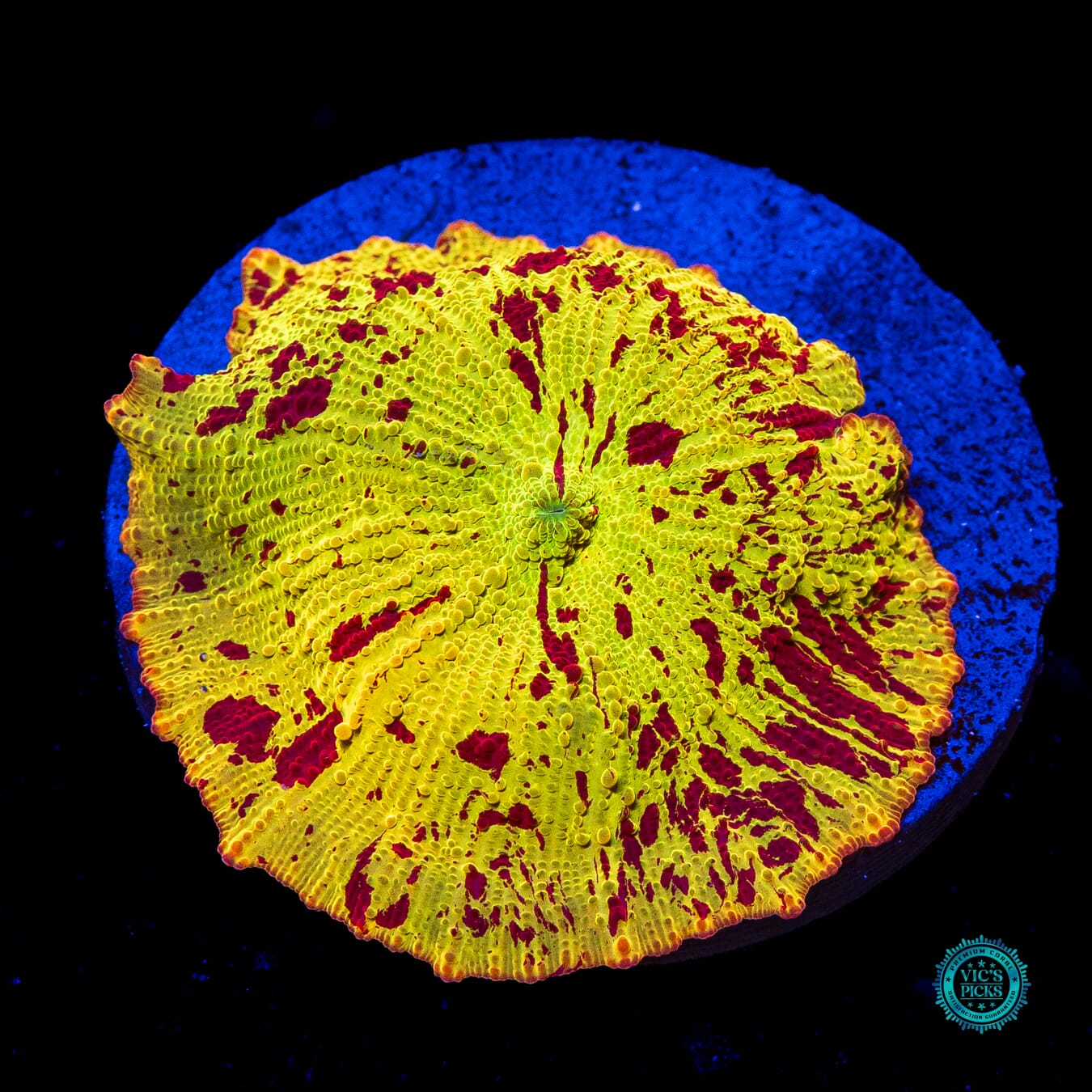 Jawbreaker Mushroom - Daylight Photo