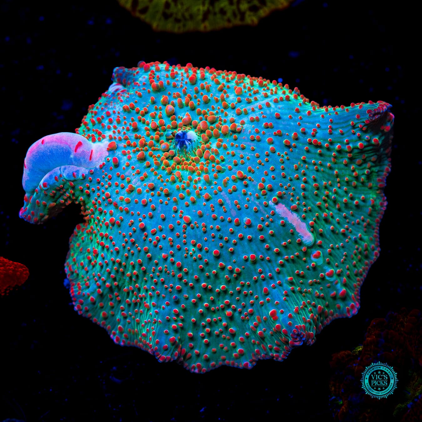 Bubbling Frog Juice Disco Mushroom - Daylight Photo