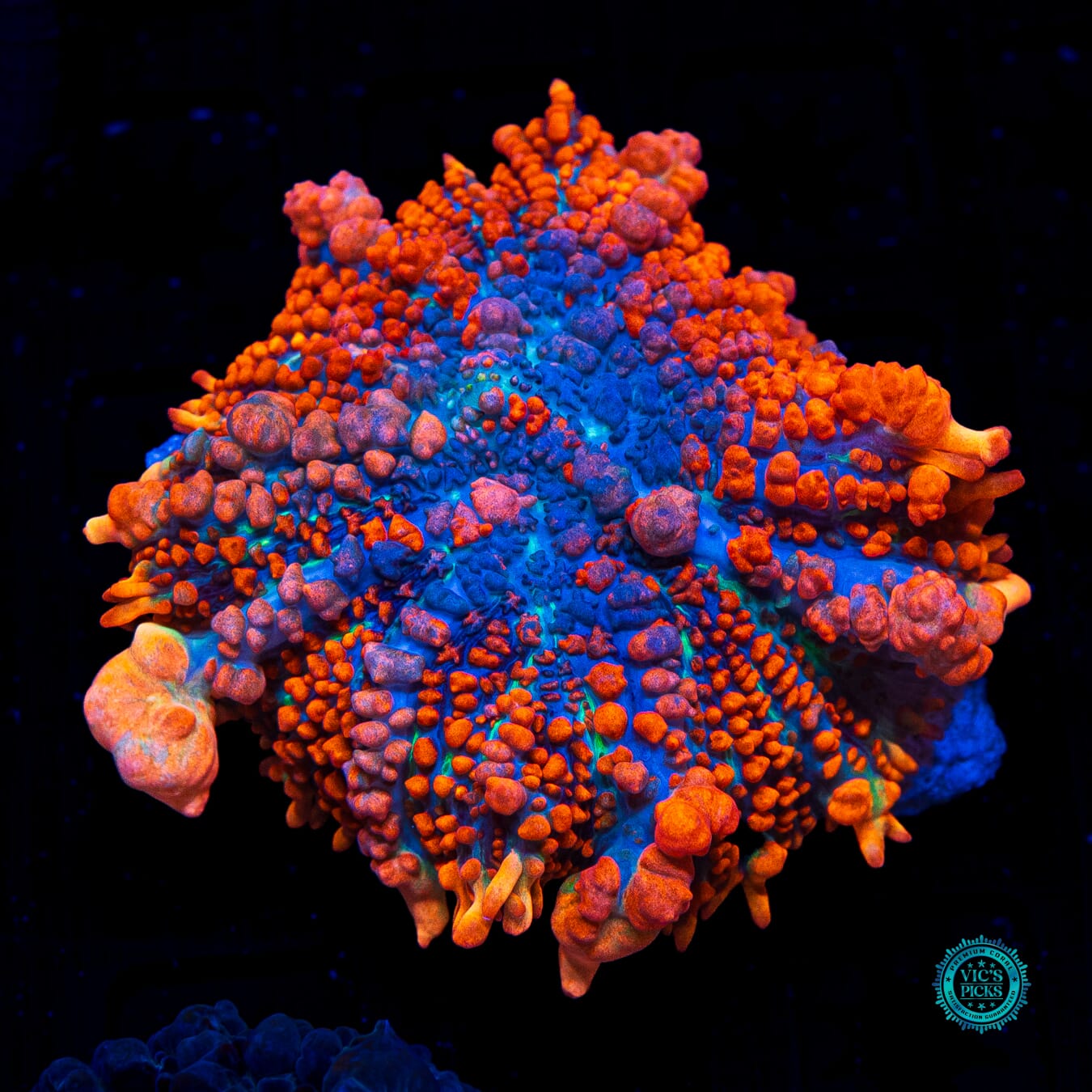WWC King Julius Rhodactis Mushroom - Daylight Photo