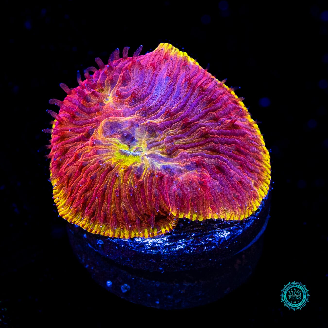 CB Flamethrower Diaseris Plate - Daylight Photo