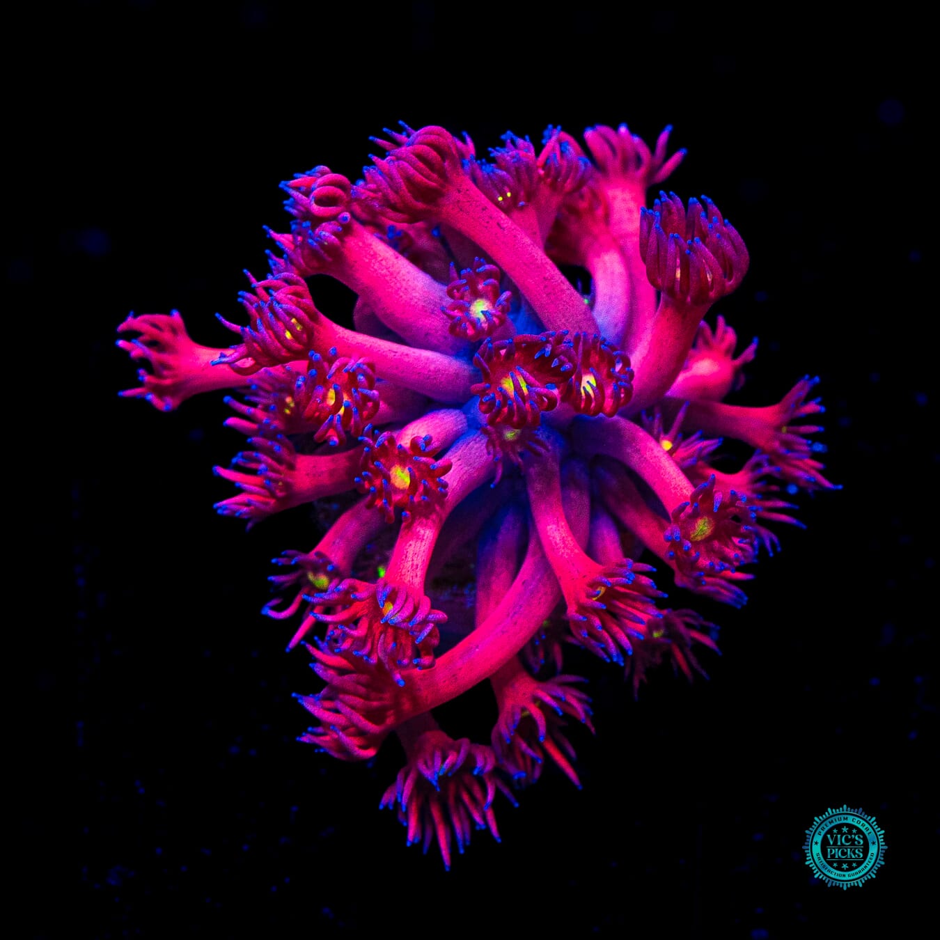 WWC Berry Bonkerz Goniopora - Daylight Photo