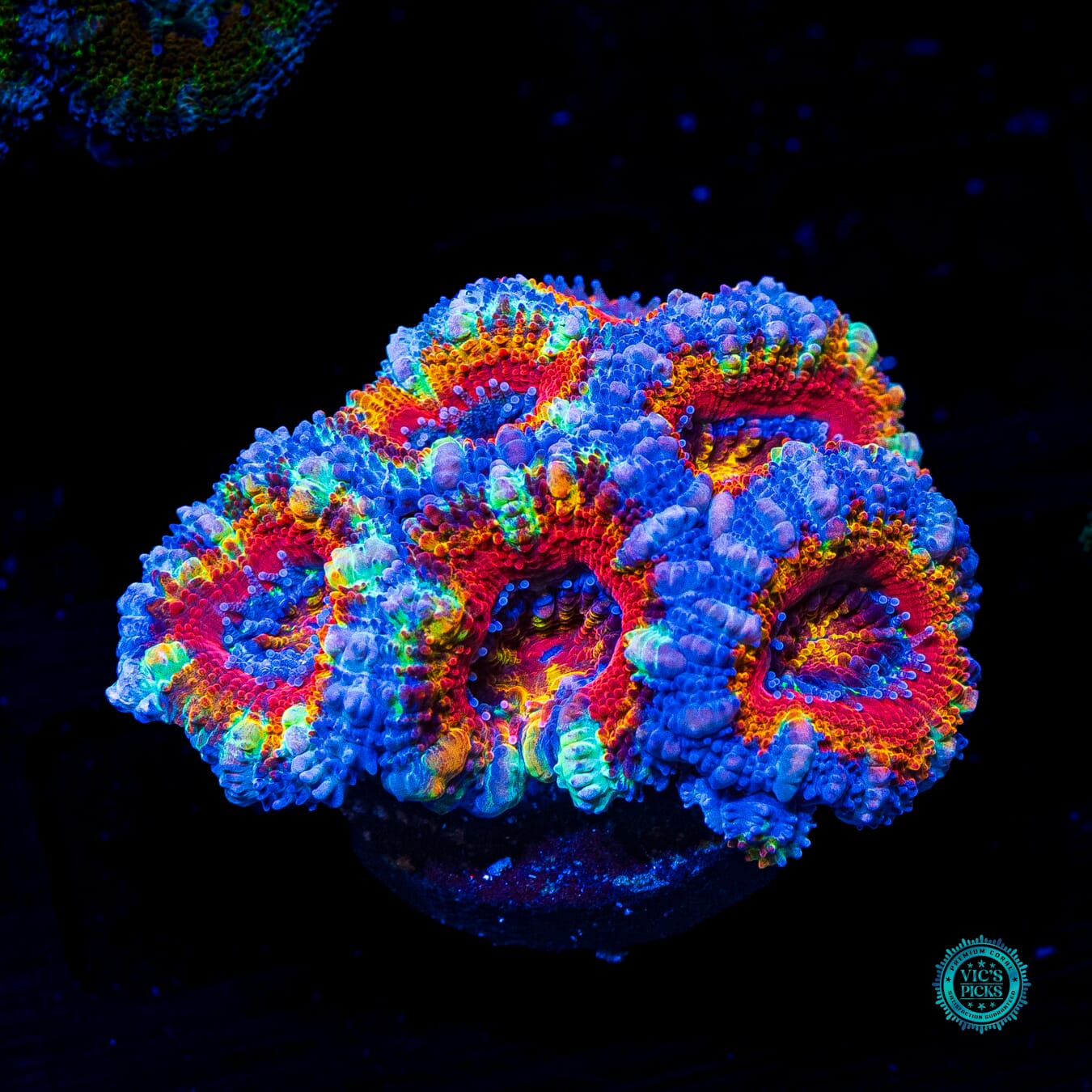 Unicorn Poop Aussie Lord - Daylight Photo