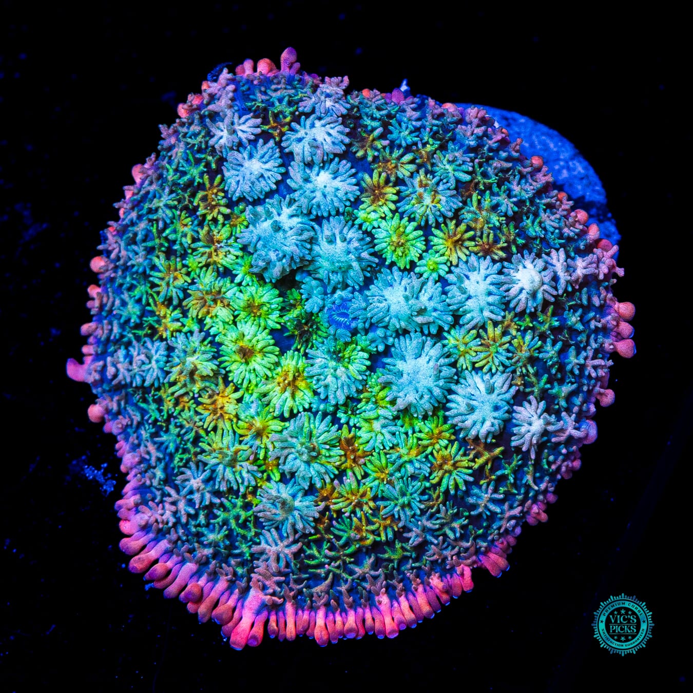WWC Paradise Cove Rhodactis Mushroom - Daylight Photo