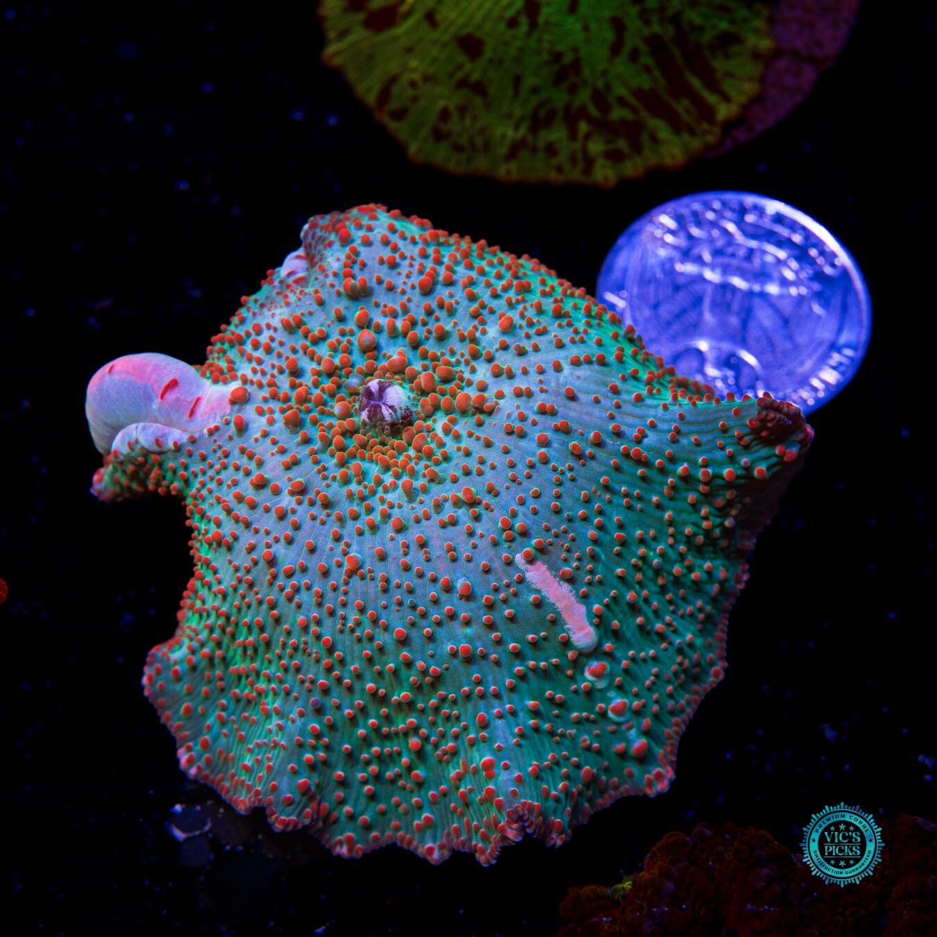 Bubbling Frog Juice Disco Mushroom - Actinic Photo