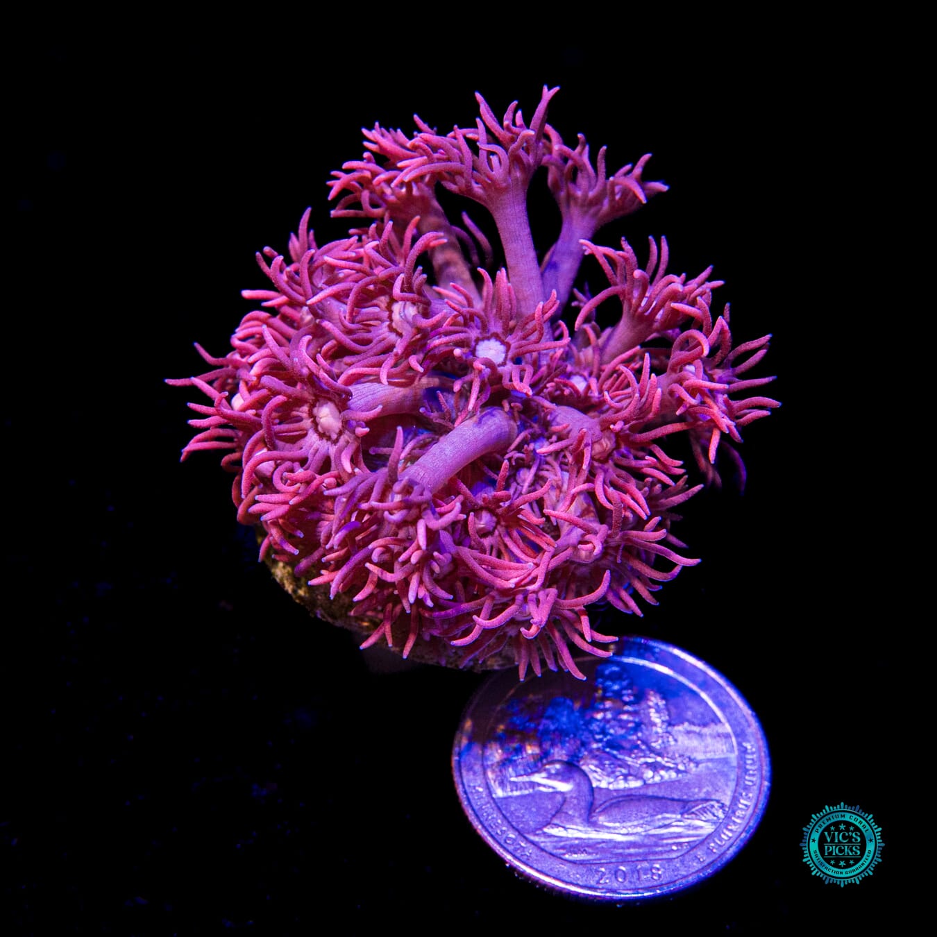 WWC Scorching Pink Lady Goniopora - Actinic Photo
