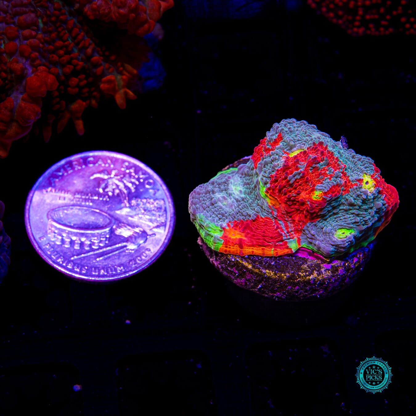 WWC Knockout Rainbow Chalice - Actinic Photo