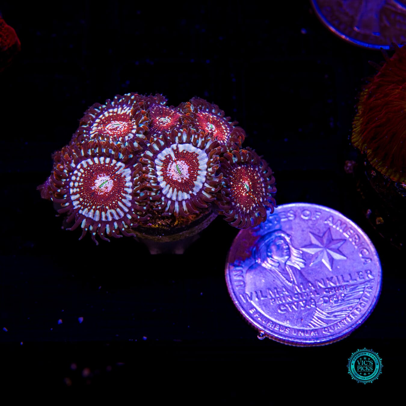 Salted Agave Zoanthids - Actinic Photo