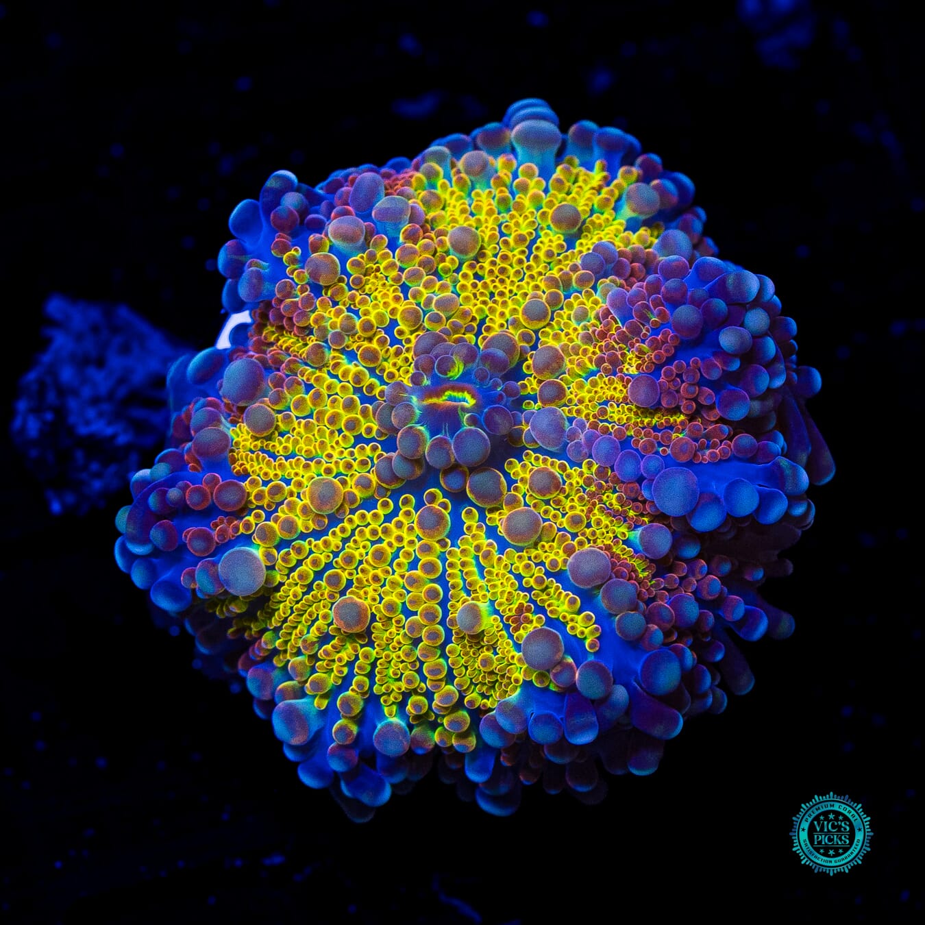 Goldrush Yuma Mushroom - Daylight Photo