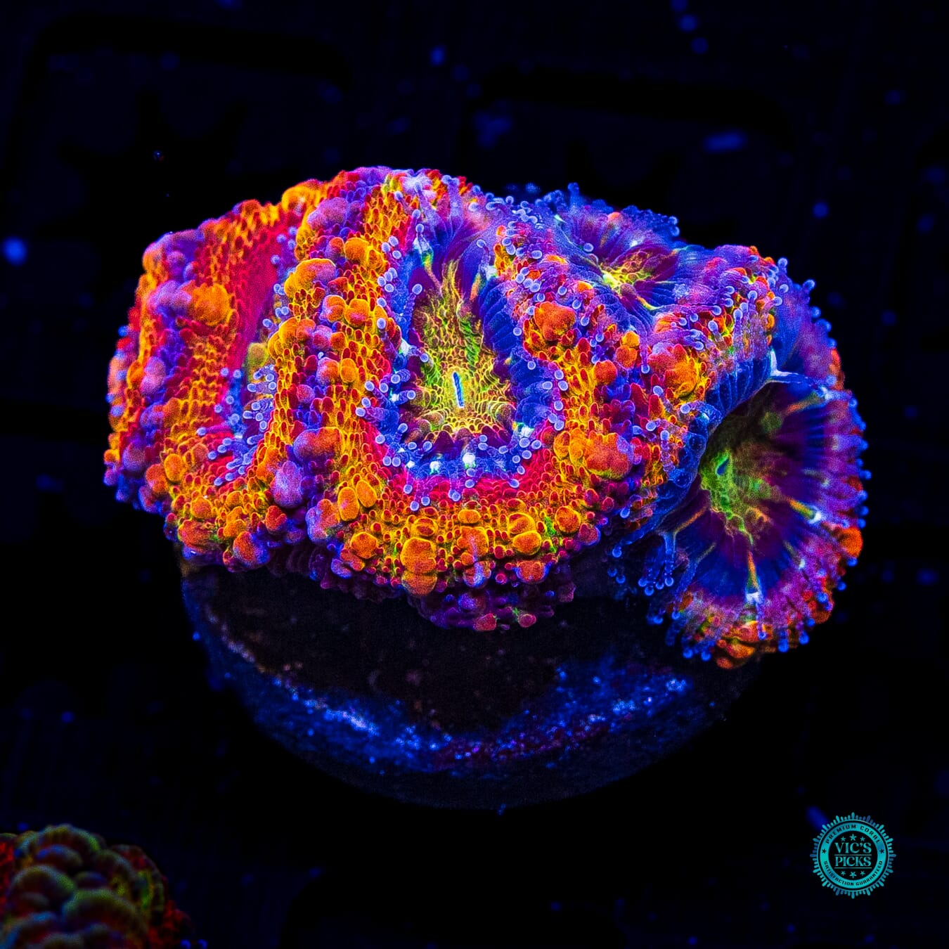 WWC Dante's Inferno Aussie Lord - Daylight Photo
