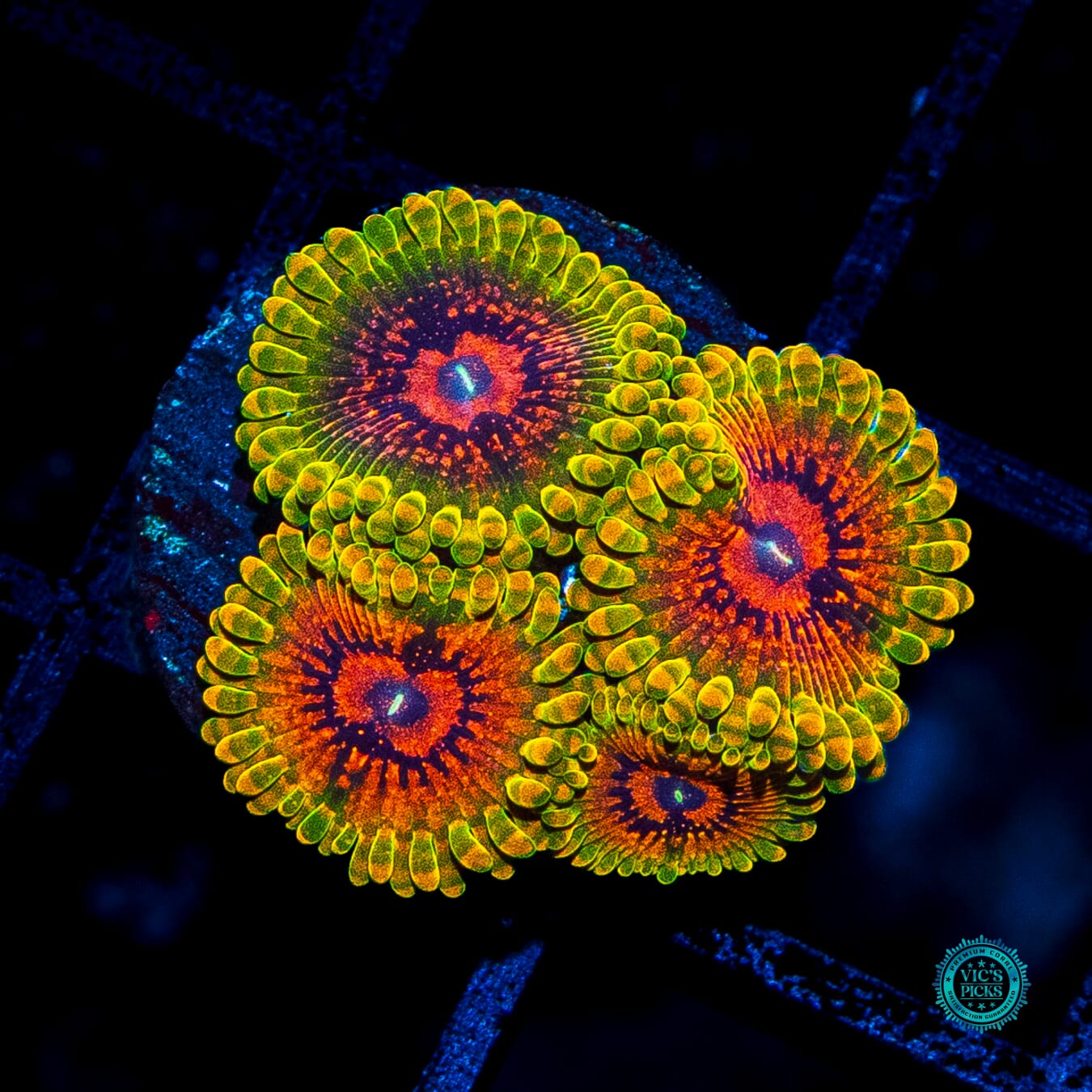 Grand Master Krakatoa Zoanthids - Daylight Photo