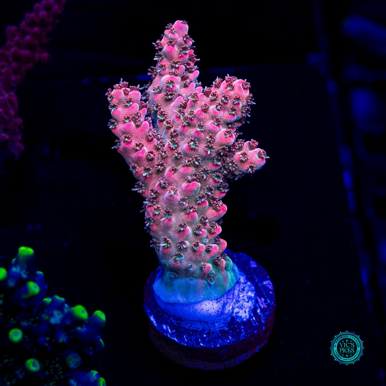 Flamestrike Acropora - Daylight Photo