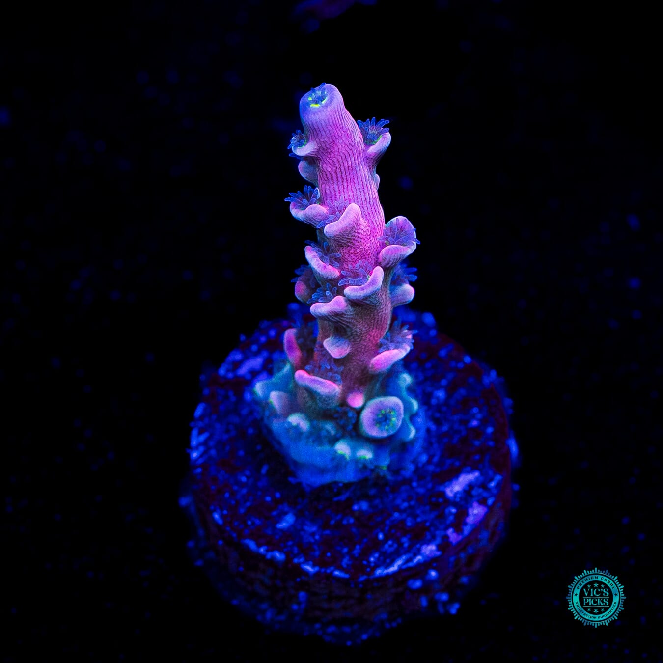 Vivid's Insanity Acropora - Daylight Photo