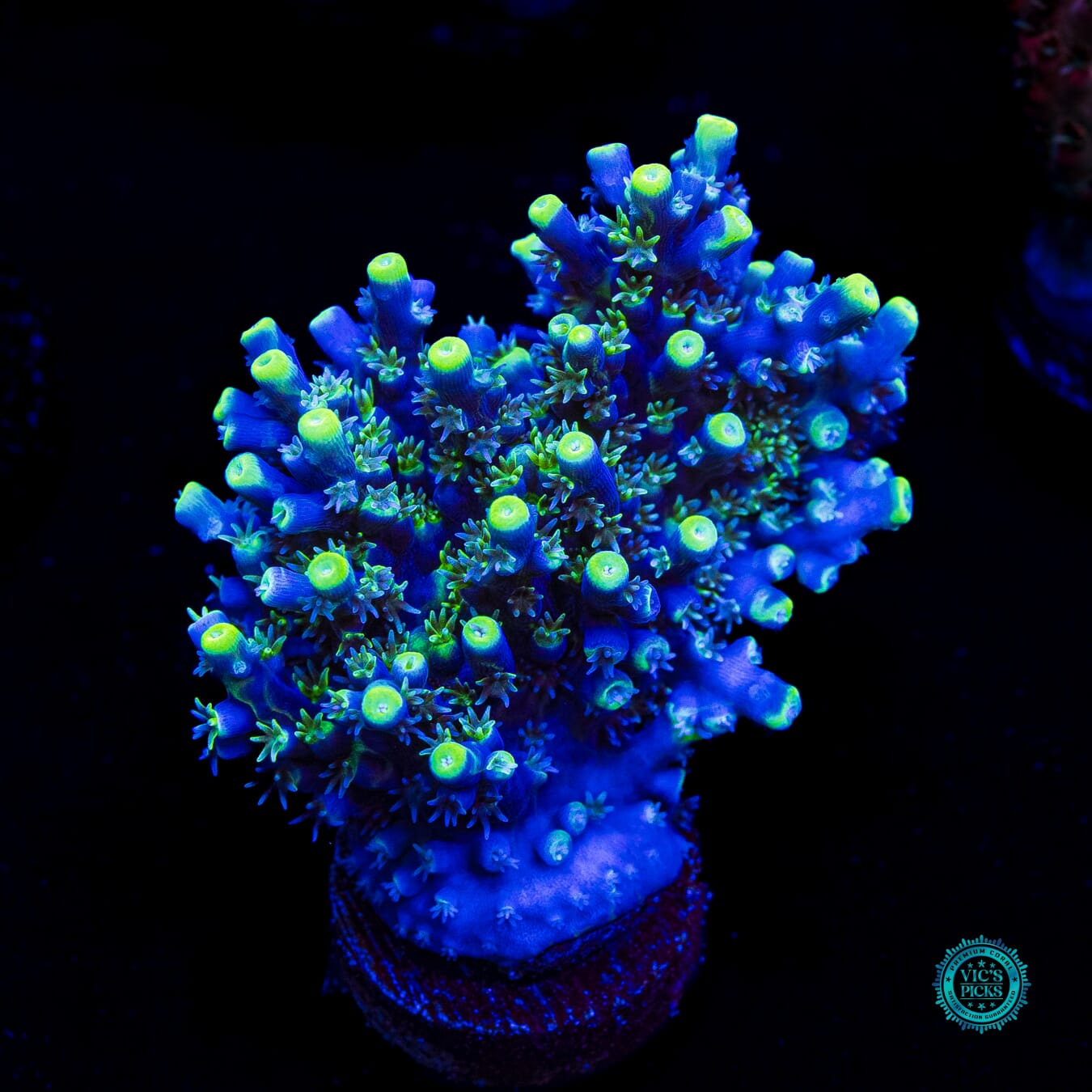WWC Shark Attack Acropora - Daylight Photo
