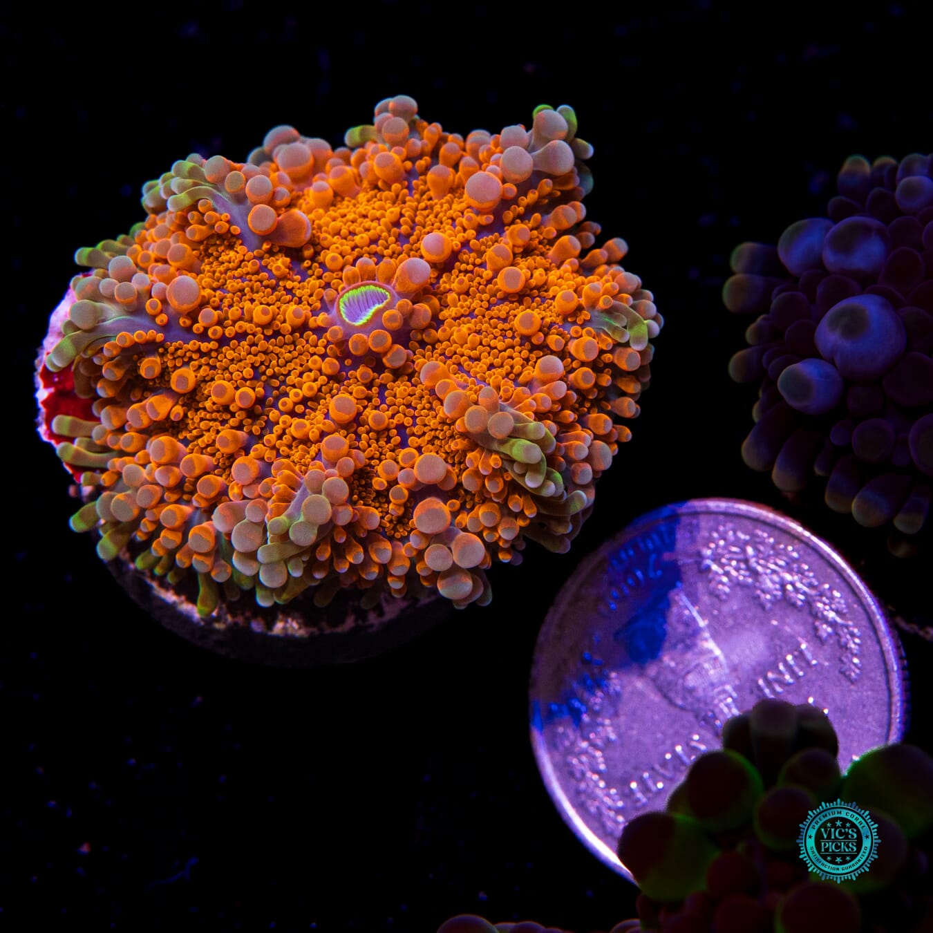 Burning Sunrise Yuma Mushroom - Actinic Photo