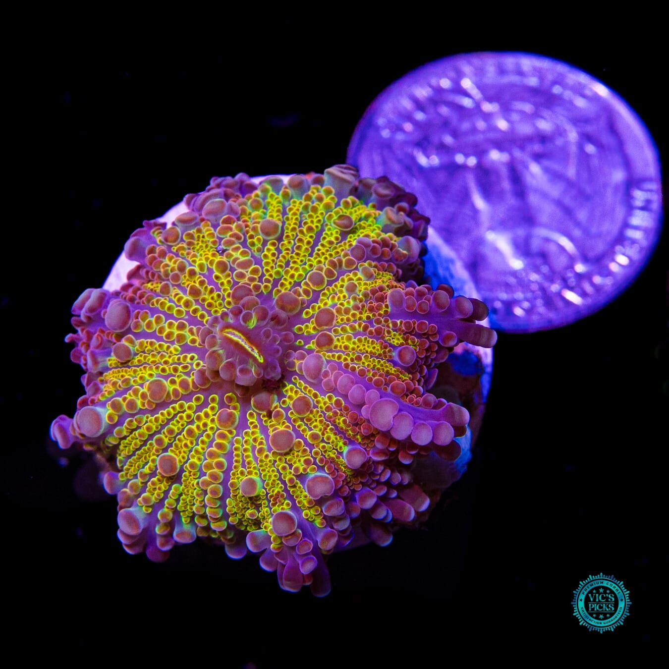 Goldrush Yuma Mushroom - Actinic Photo