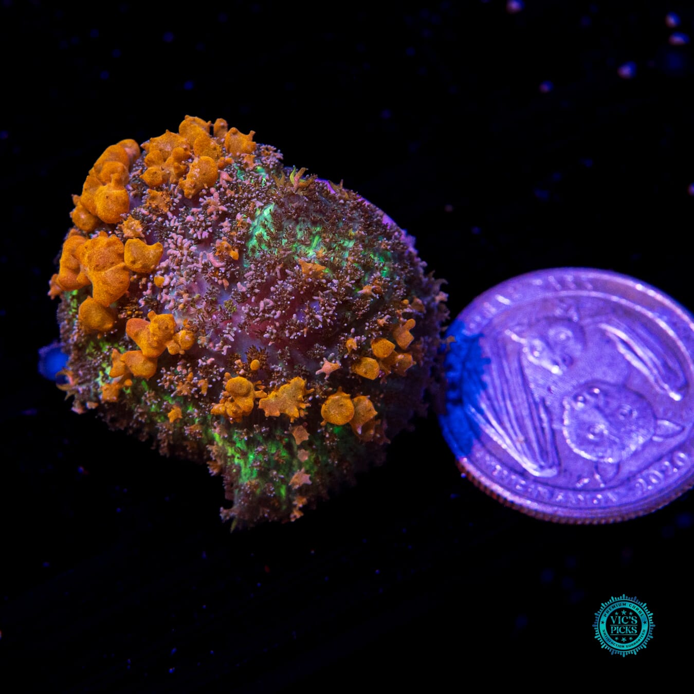 WWC Sunkist Bounce Mushroom - Actinic Photo